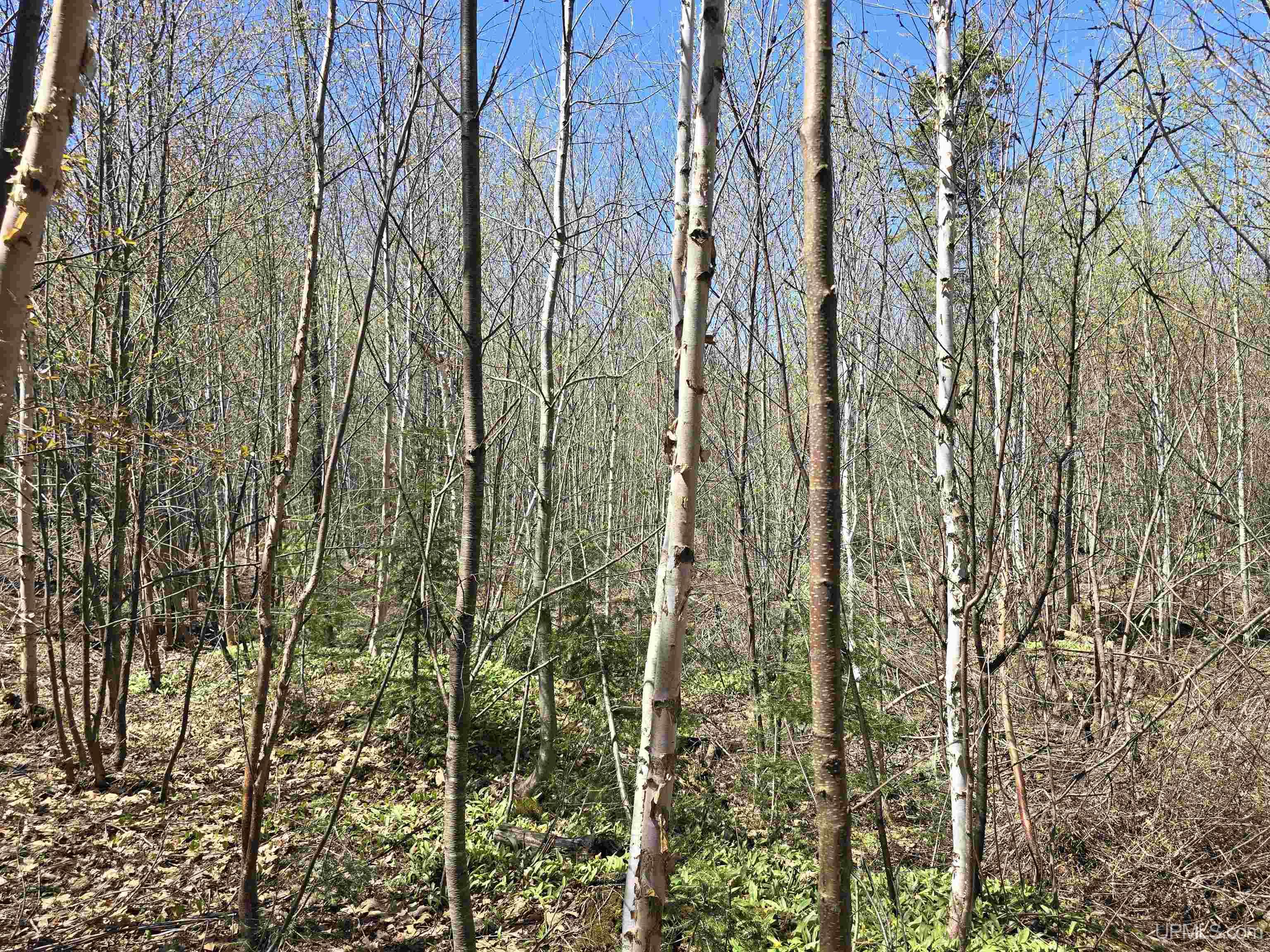 MLS 50208967 Large photo number 50 