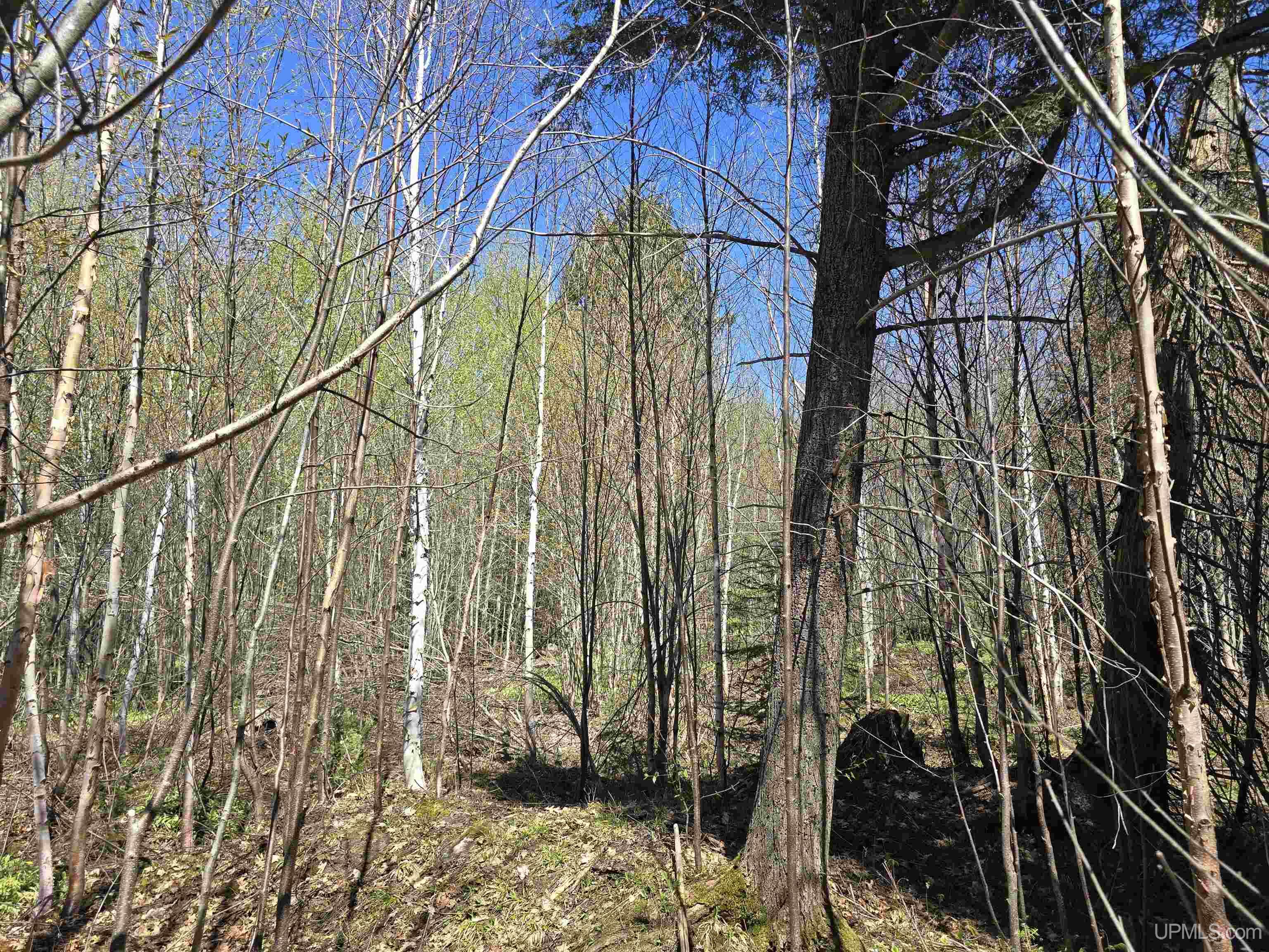 MLS 50208967 Large photo number 51 