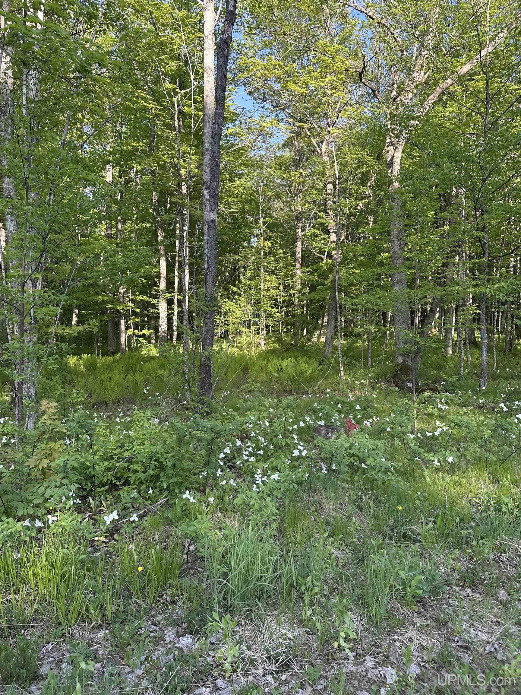 MLS 50209587 Large photo number 22 