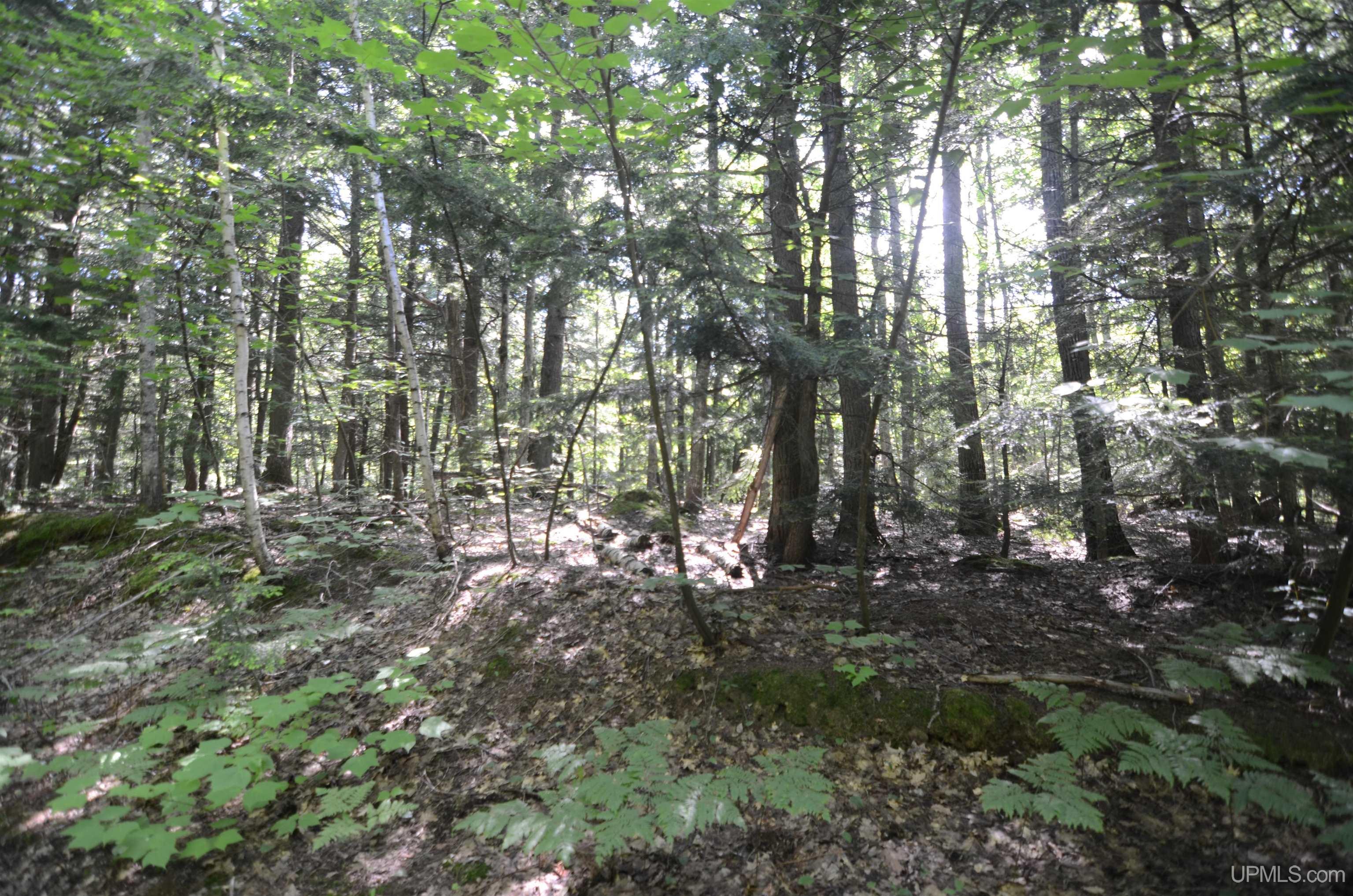 MLS 50209846 Large photo number 72 