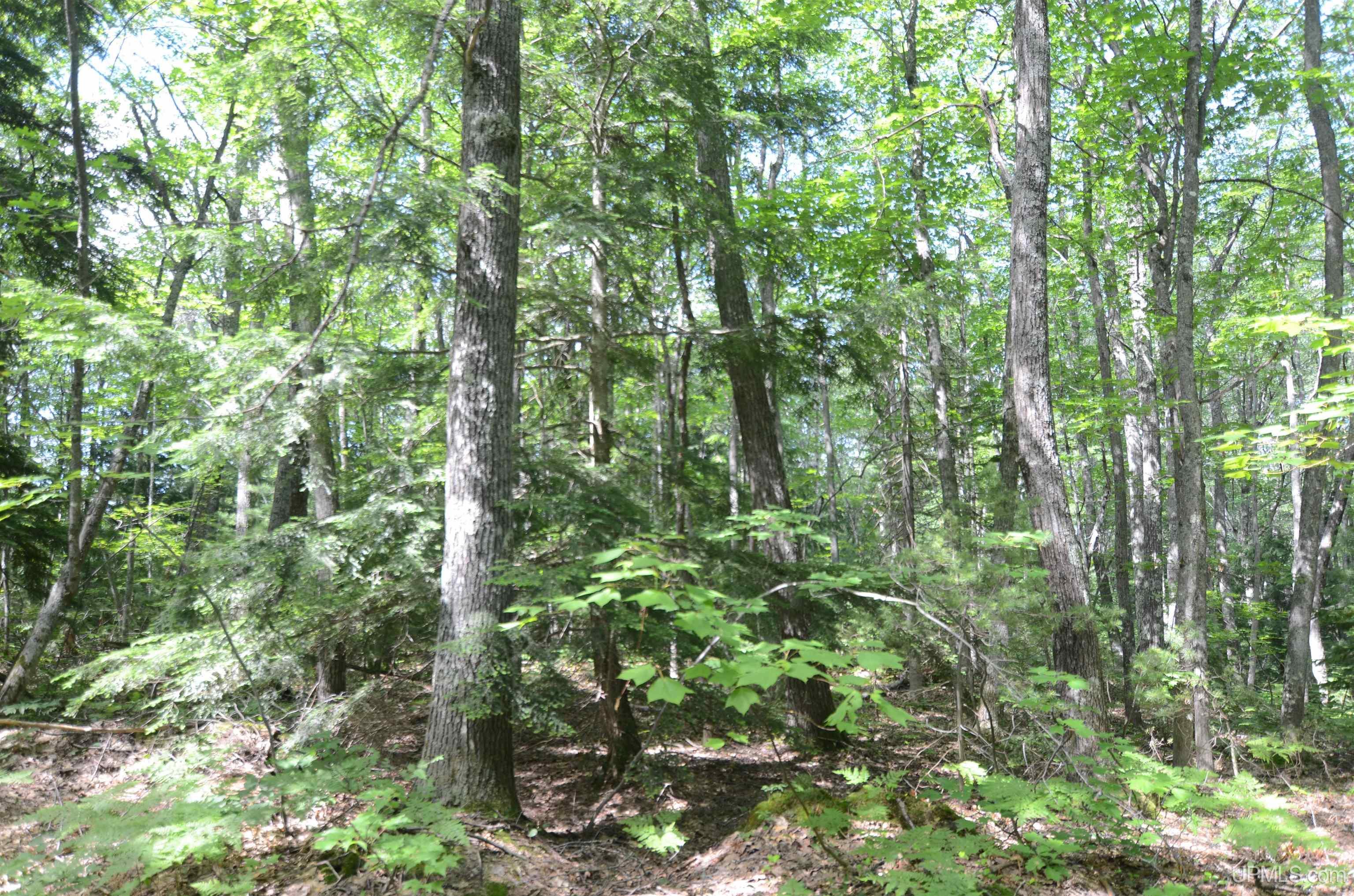 MLS 50209846 Large photo number 78 