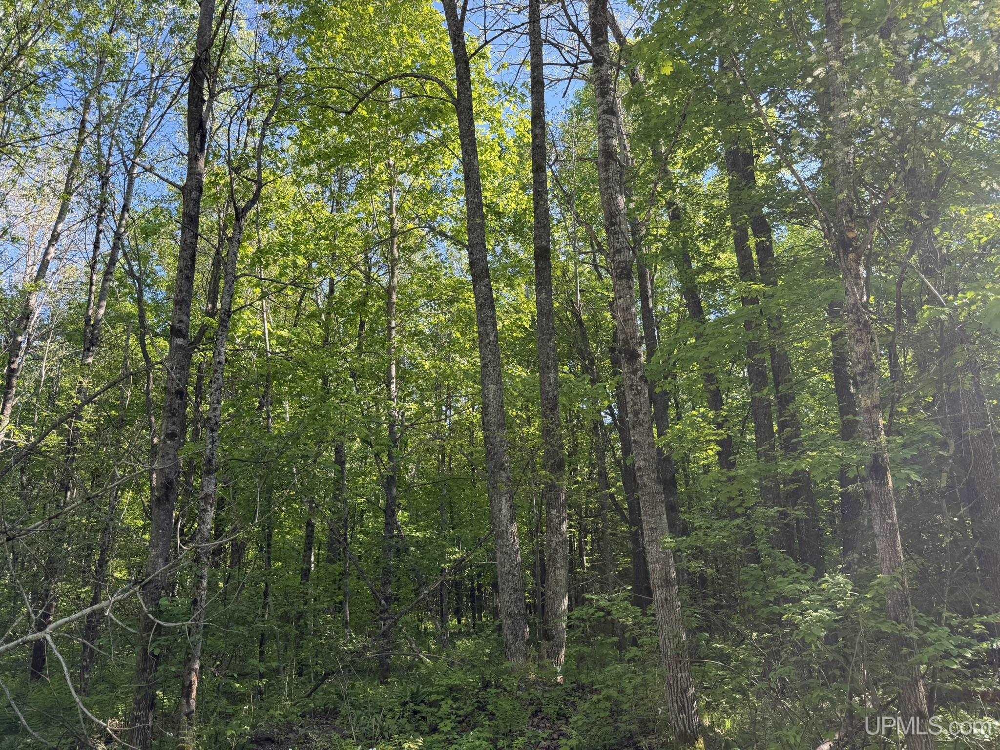 Homes for sale in Tipler Wi, WI | Tbd Dream Lake Rd Lot 7 Rd, Tipler Wi, WI 54542 | MLS# 50210032
