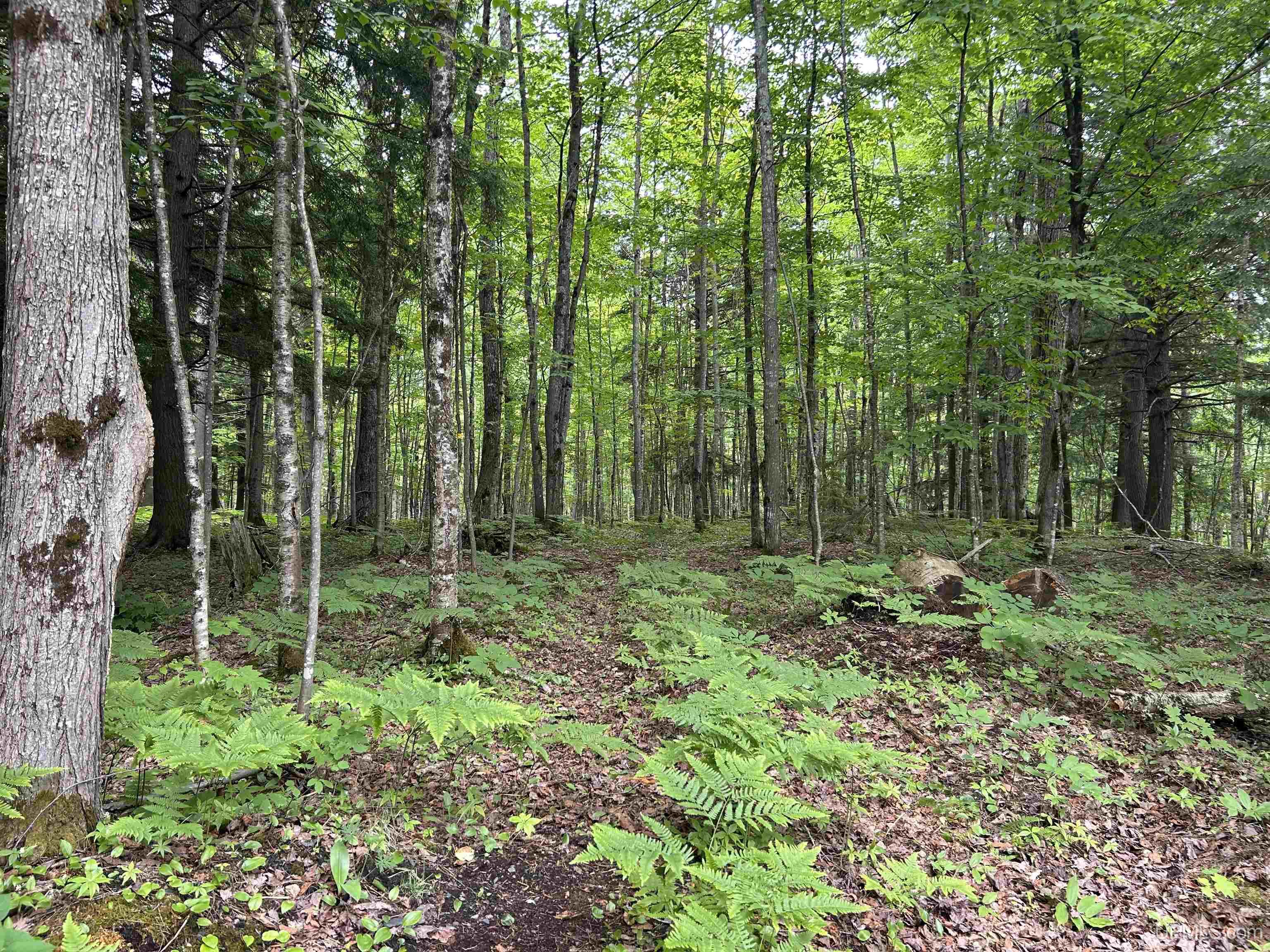 MLS 50211319 Large photo number 44 