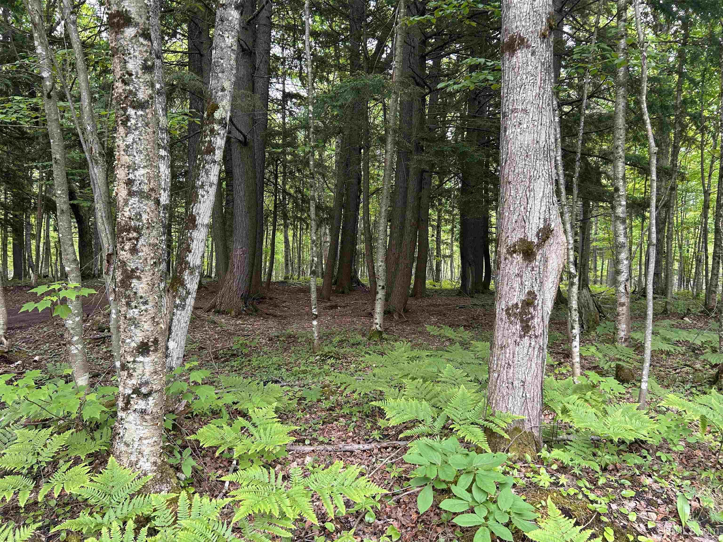 MLS 50211319 Large photo number 45 