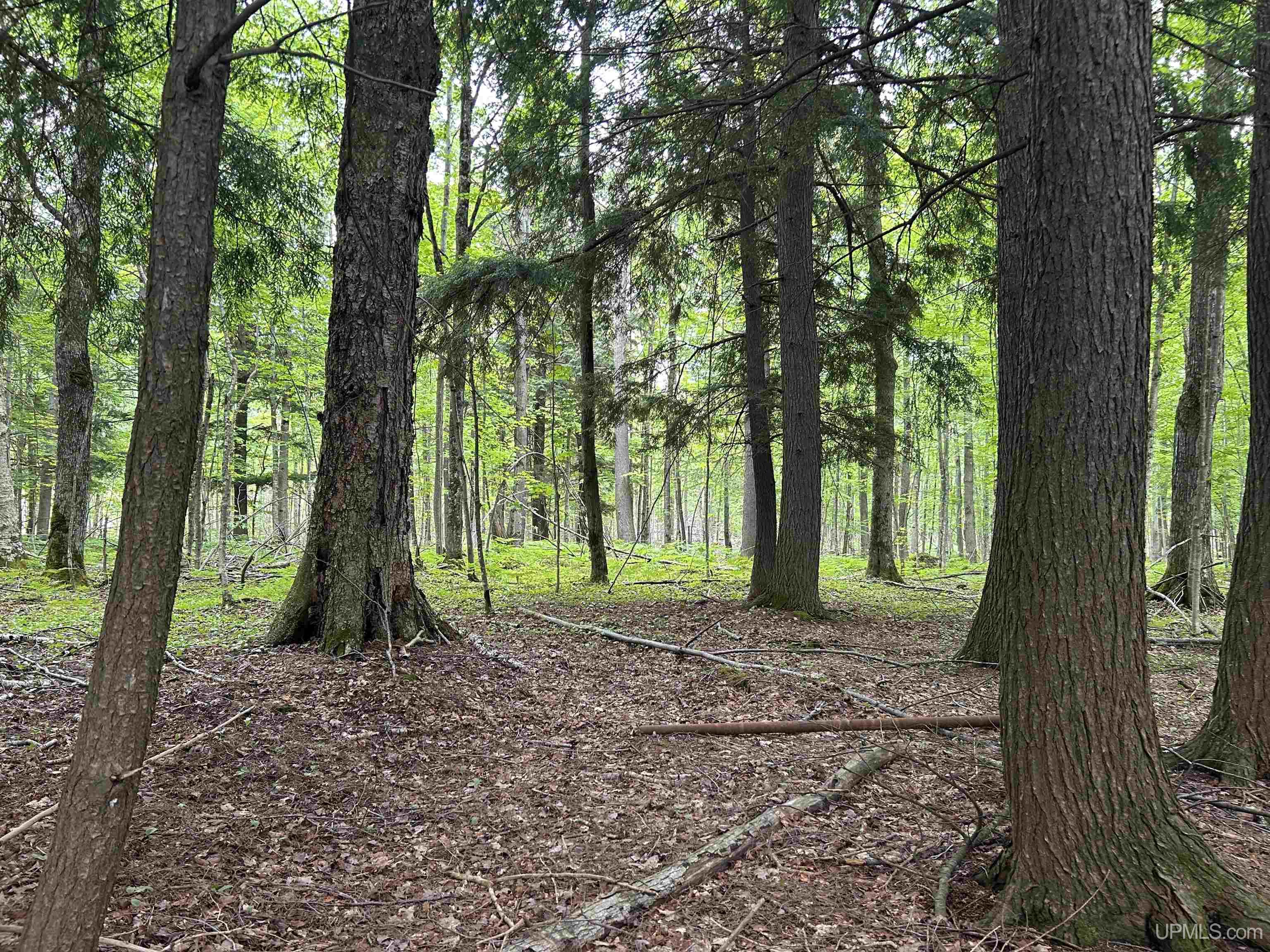 MLS 50211319 Large photo number 46 