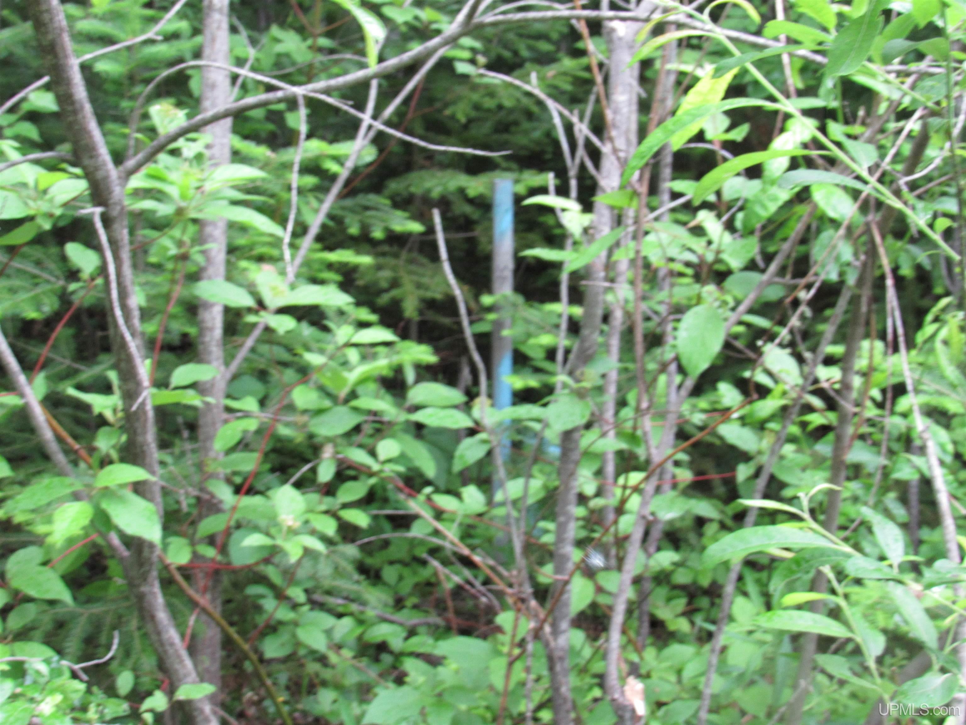 MLS 50212294 Large photo number 11 
