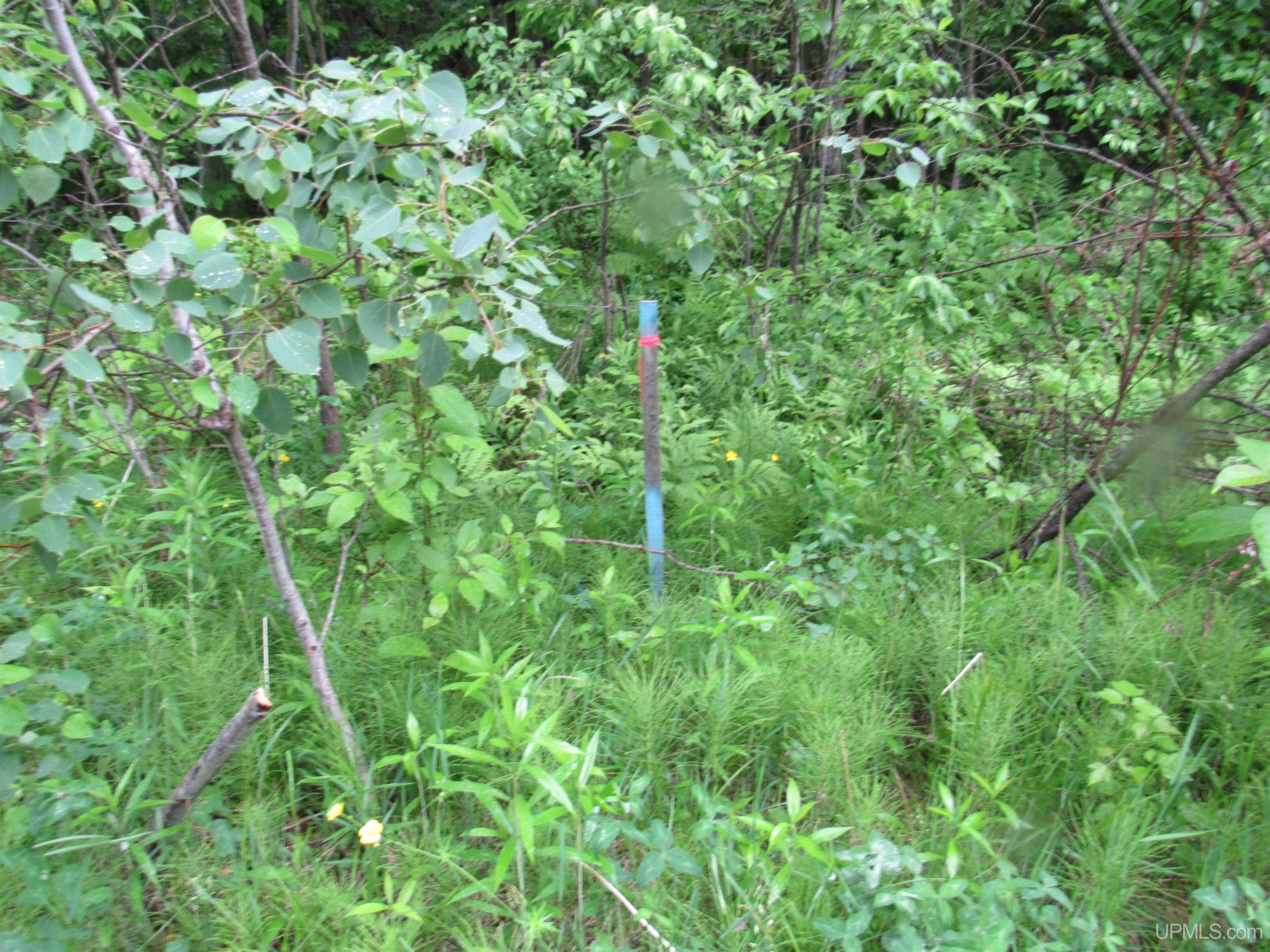 MLS 50212294 Large photo number 19 