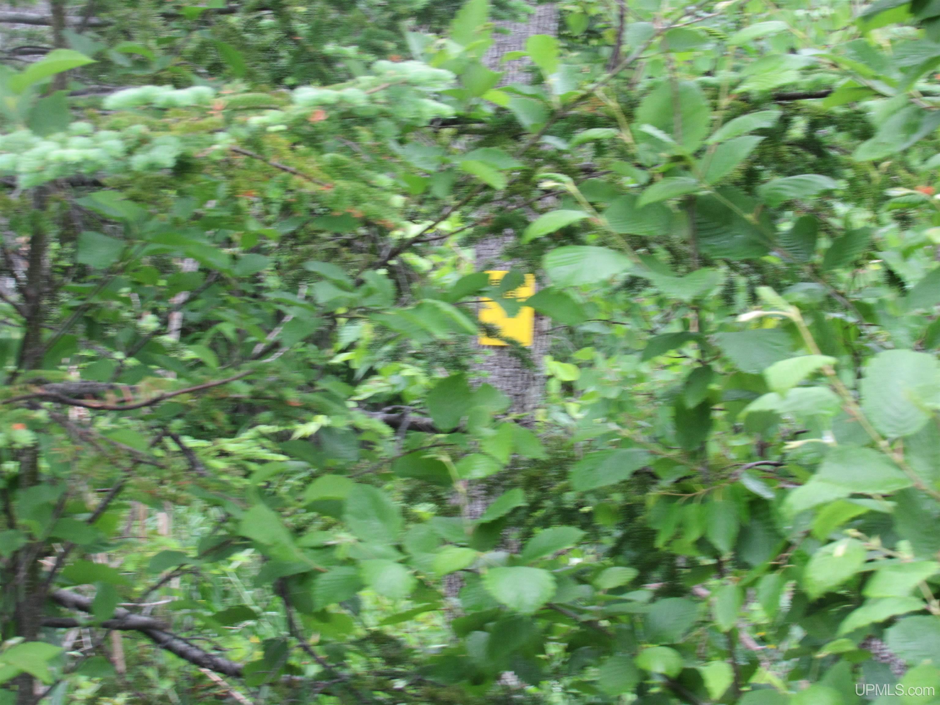 MLS 50212294 Large photo number 22 