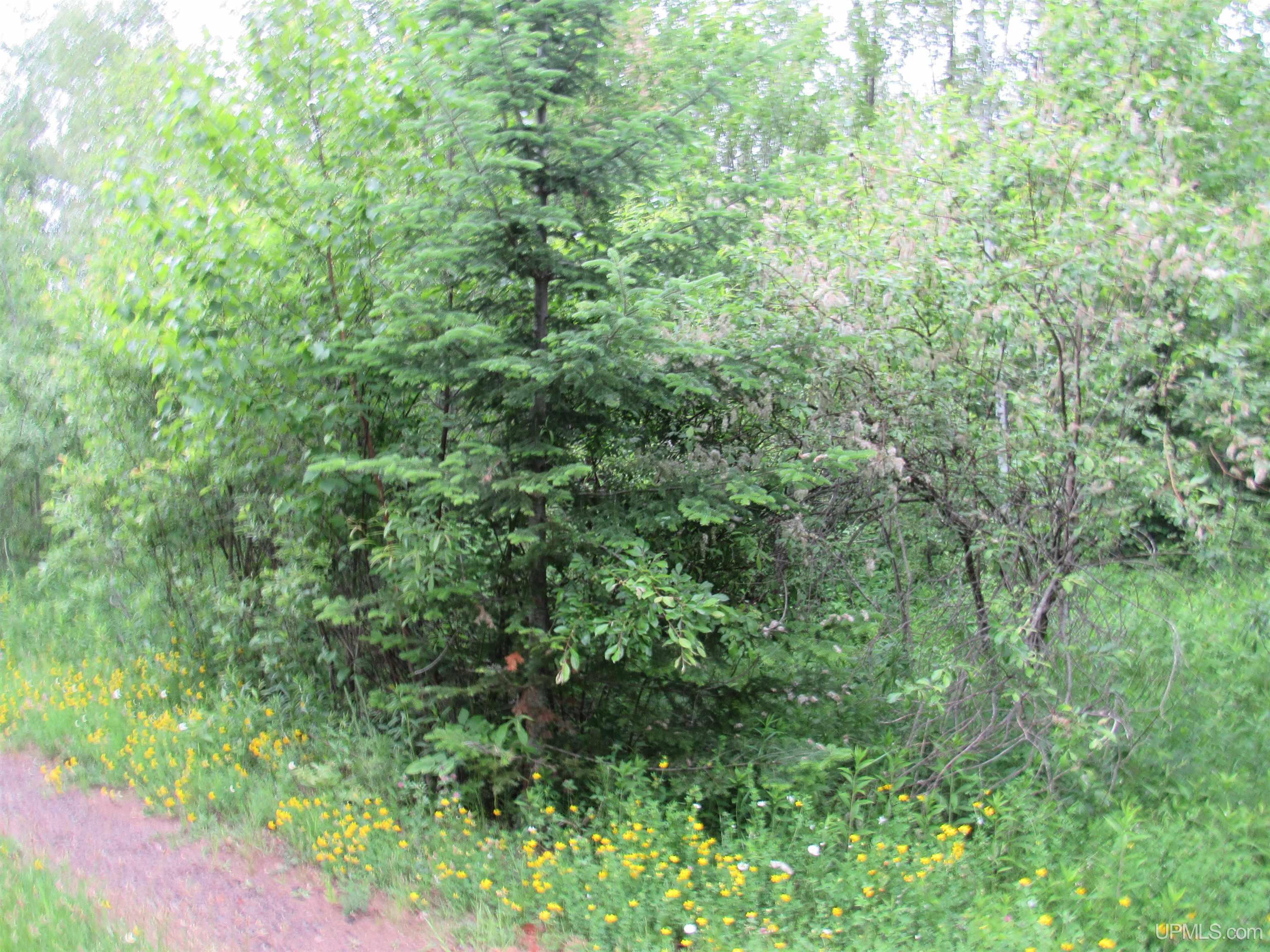 MLS 50212294 Large photo number 9 