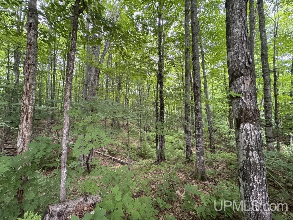 MLS 50213459 Large photo number 86 