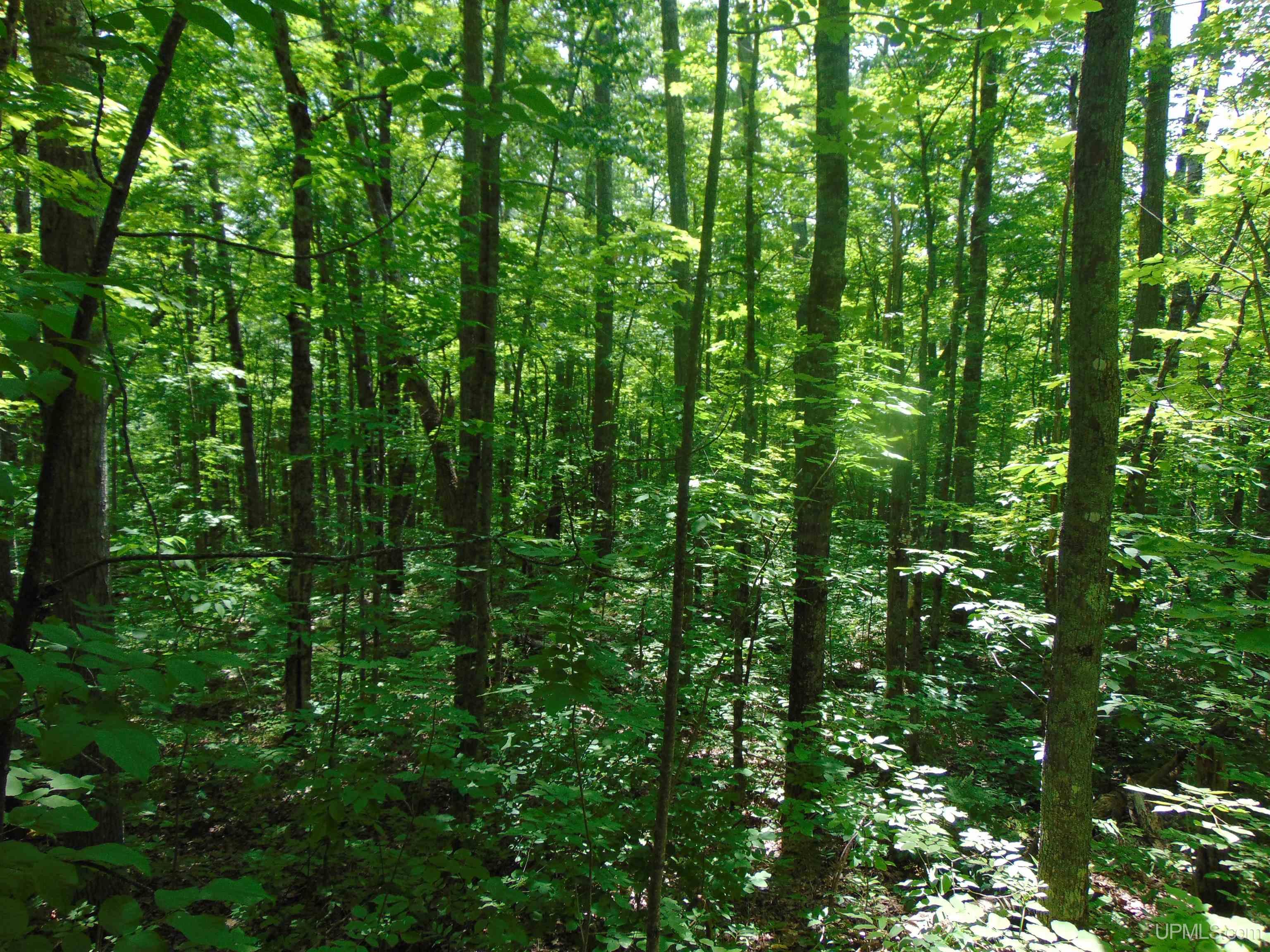 MLS 50214076 Large photo number 68 