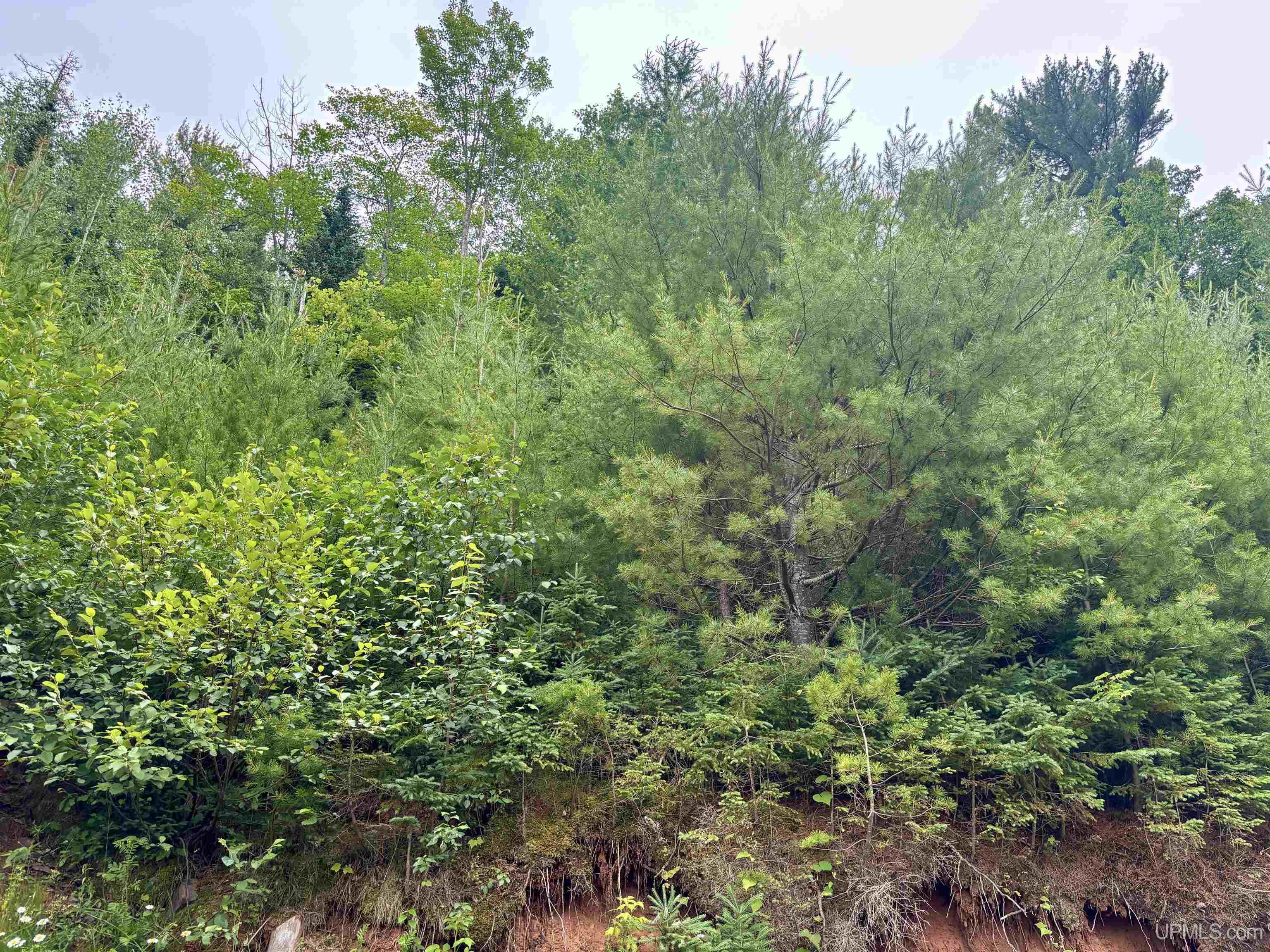 MLS 50214224 Large photo number 8 