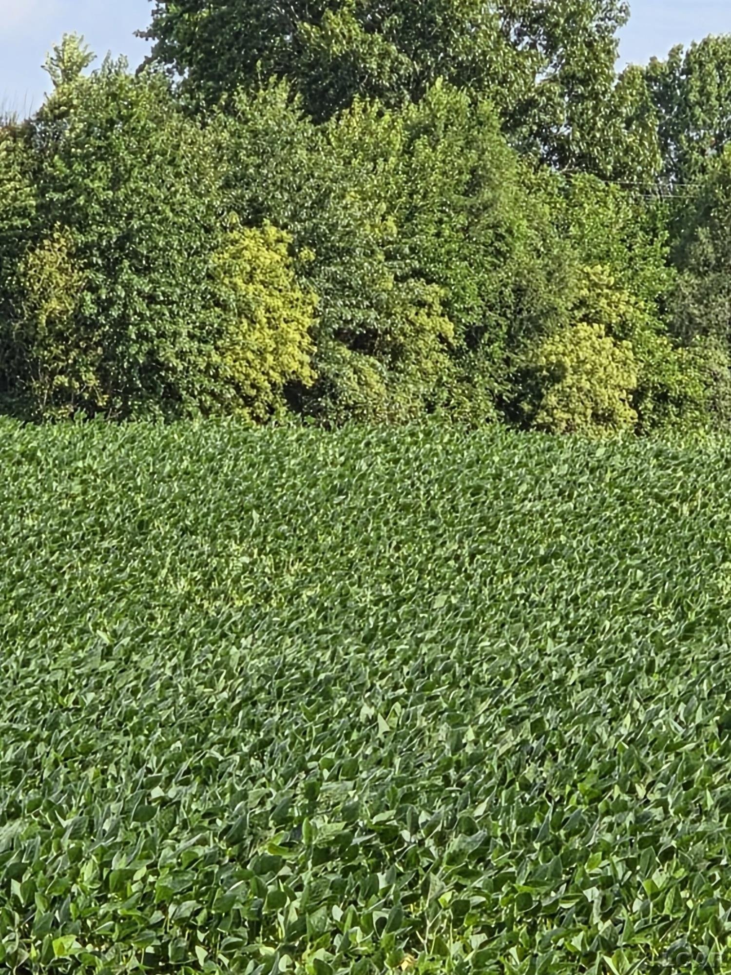 Photo 3 of Land for sale at W Mosherville Rd, Litchfield, MI 49252 | MLS# 56050214549 | Listing updated on 2026-09-17