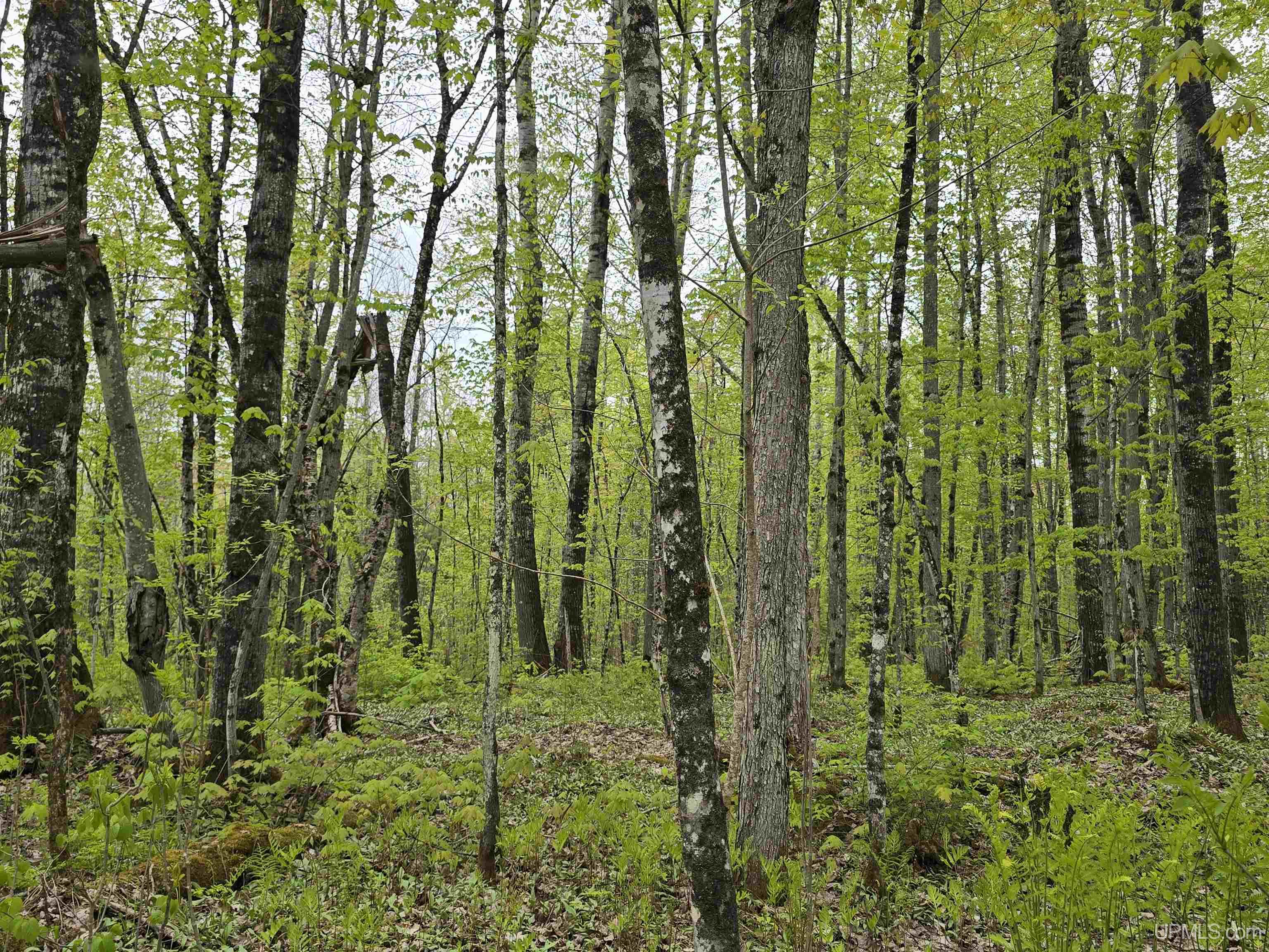 1st image of Tbd Lot 37 Yellow Rd, Nisula, MI 49952 | MLS# 50218223