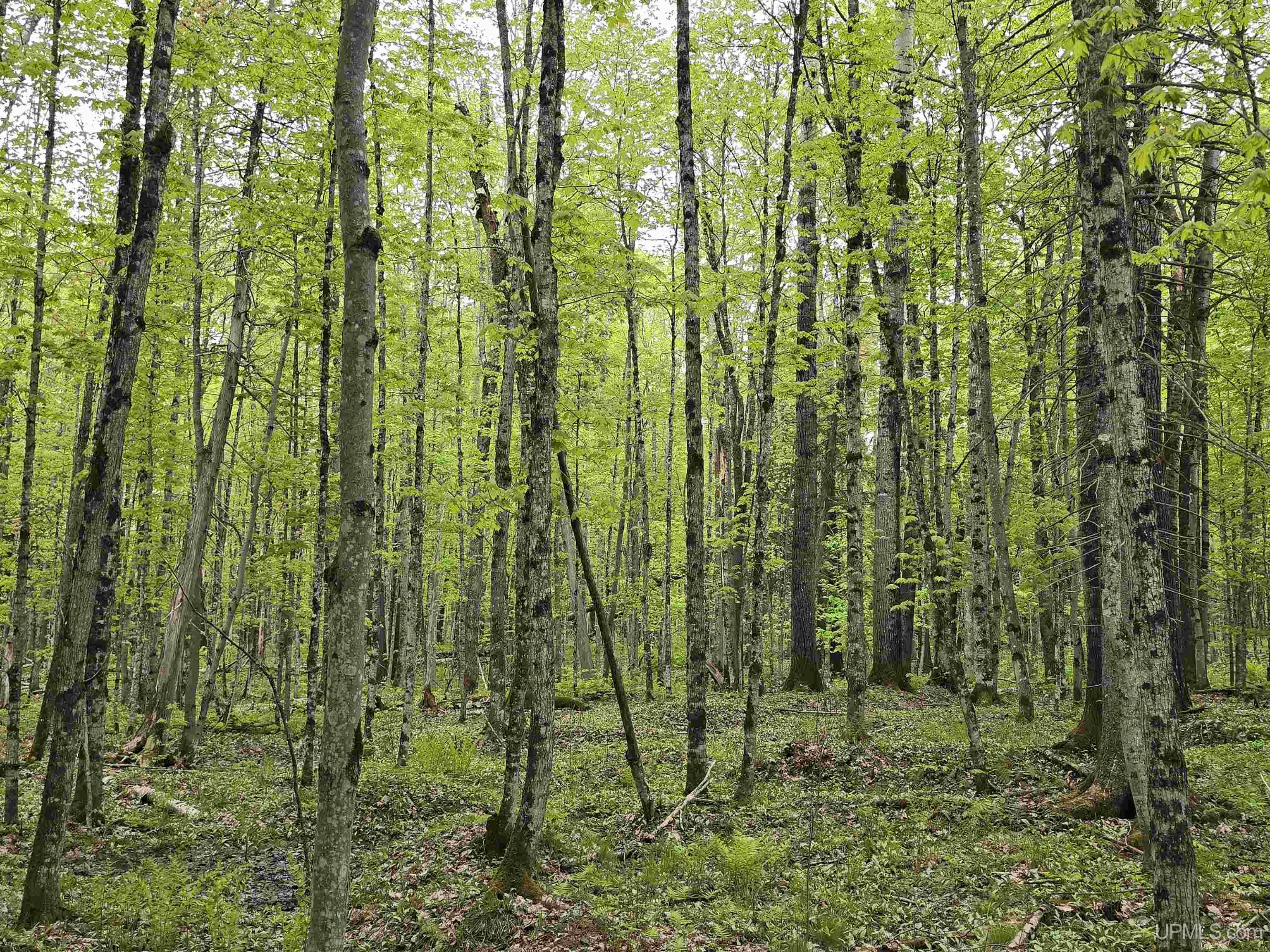 5th image of Tbd Lot 37 Yellow Rd, Nisula, MI 49952 | MLS# 50218223