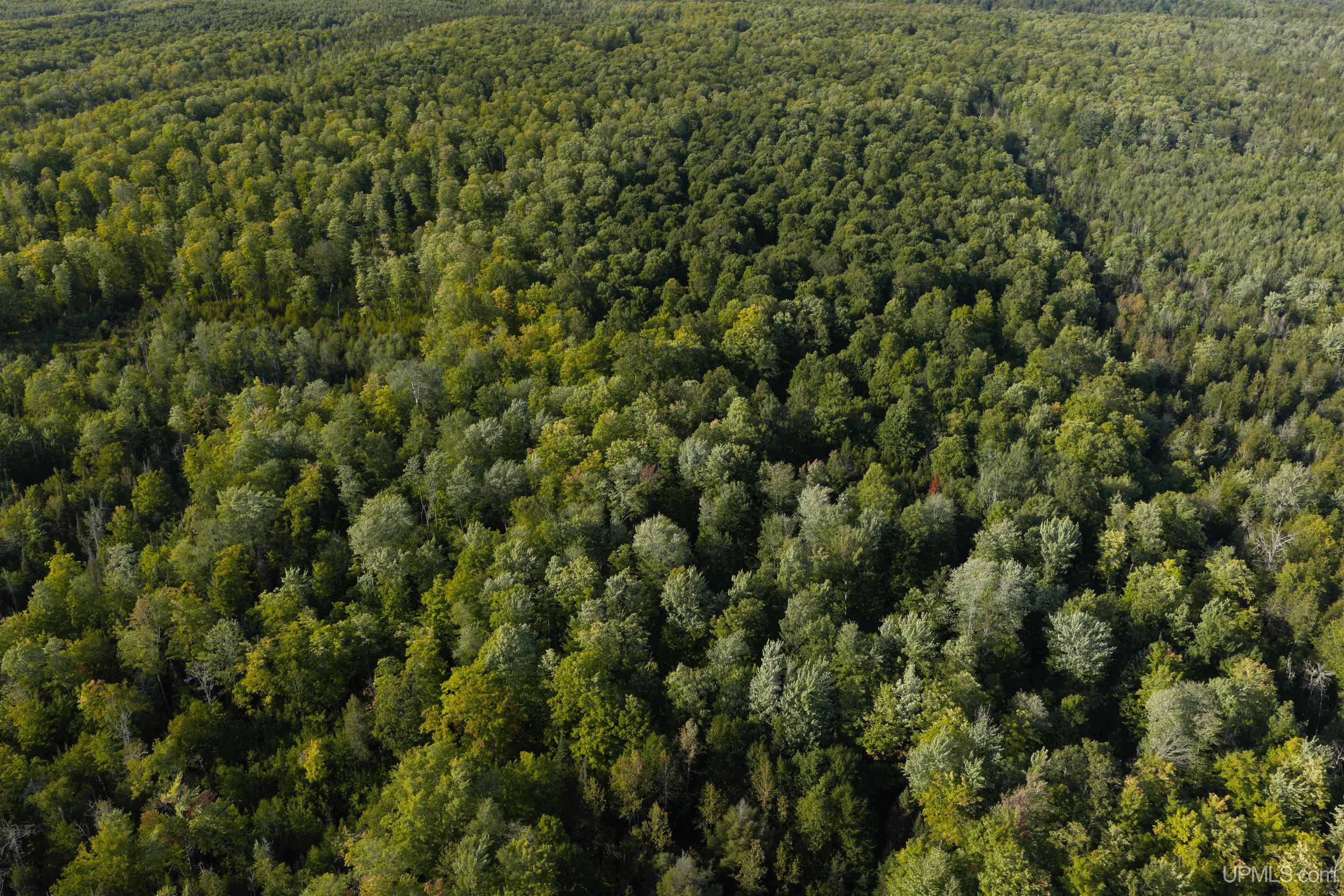 Photo 3 of Land for sale at Tbd 40 Acres Parcel B Diffin Rd, Limestone, MI 49816 | MLS# 50221663 | Listing updated on 2026-09-14