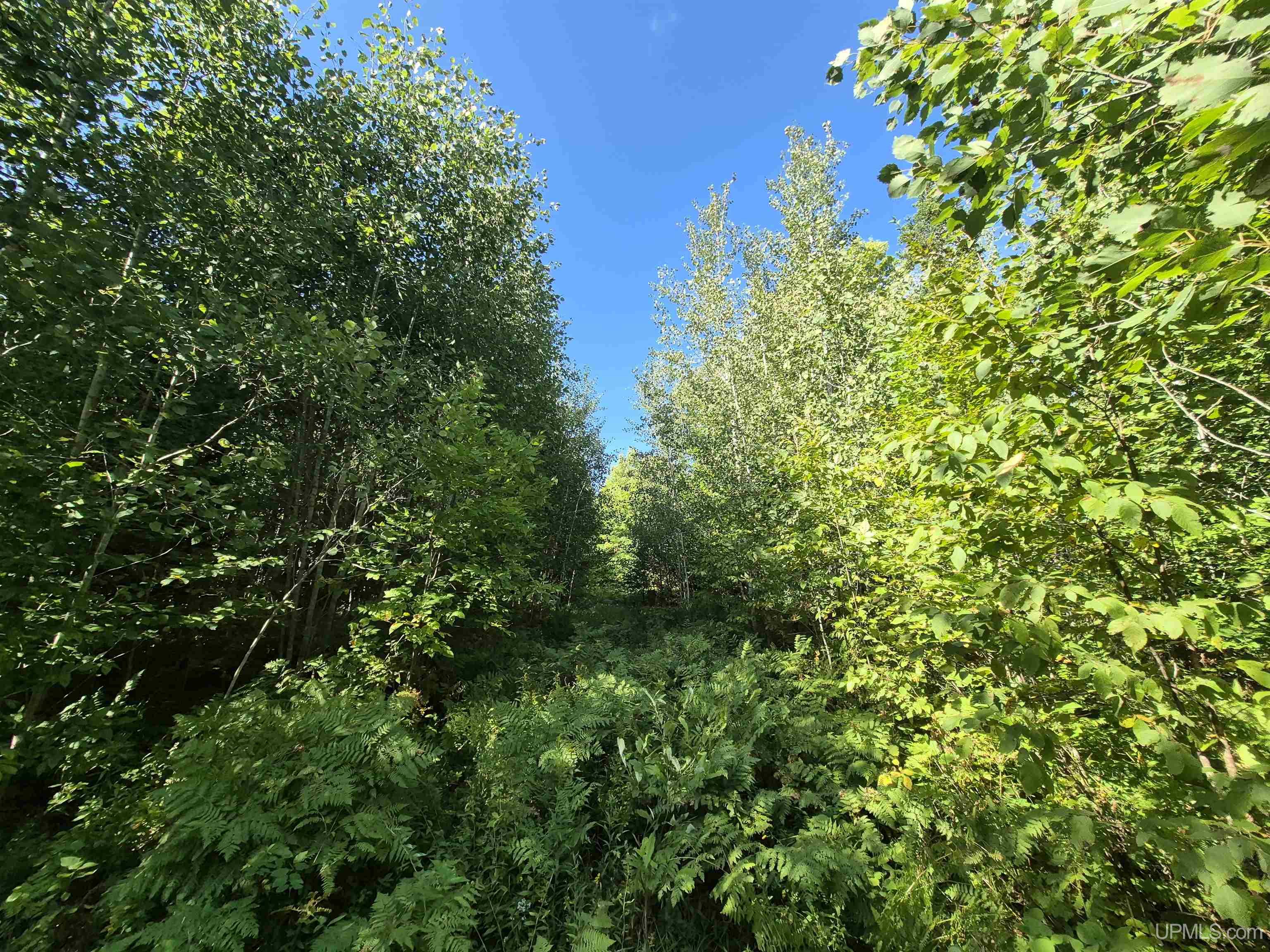 Photo 4 of Land for sale at 10 Acres River Rd, Gulliver, MI 49840 | MLS# 50221856 | Listing updated on 2026-09-16