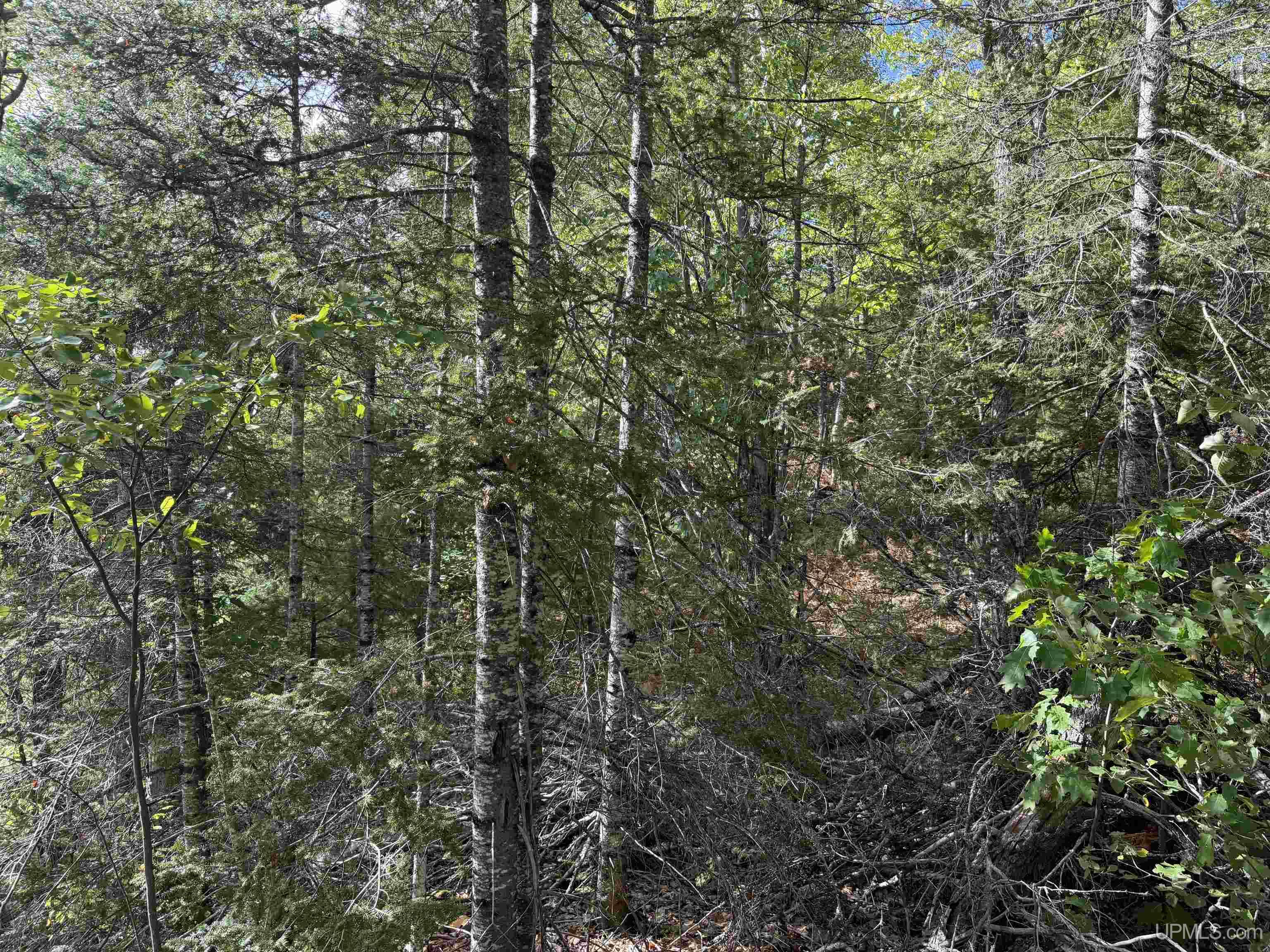 Photo 3 of Land for sale at W 40 +/  Acres 2116 Us 41 Hwy, Michigamme, MI 49861 | MLS# 50221884 | Listing updated on 2026-09-16
