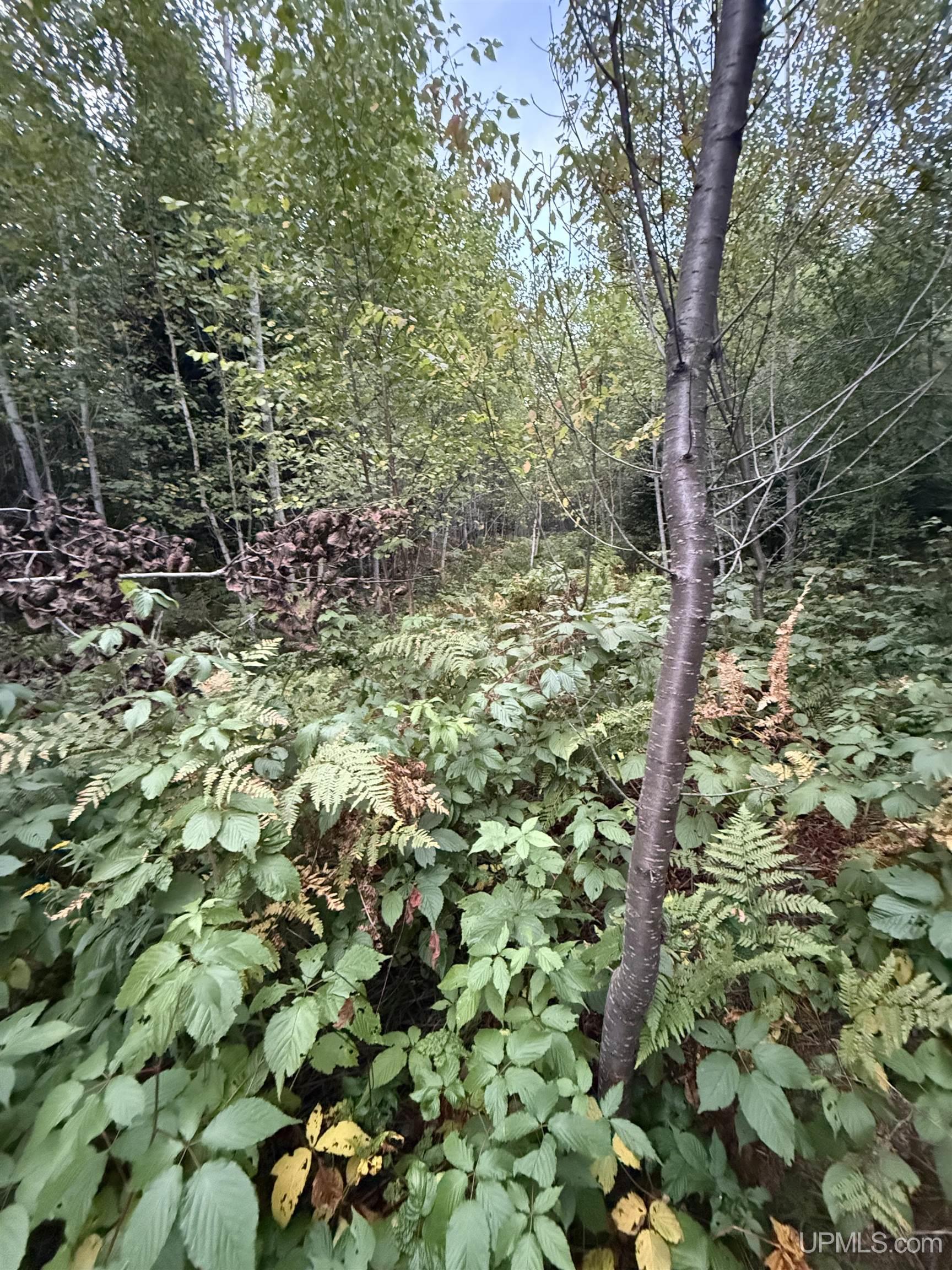 Photo 2 of Sale Pending at Tbd Morrison Crk Rd, Iron River, MI 49935 | MLS# 50222032 | Listing updated on 2026-09-24