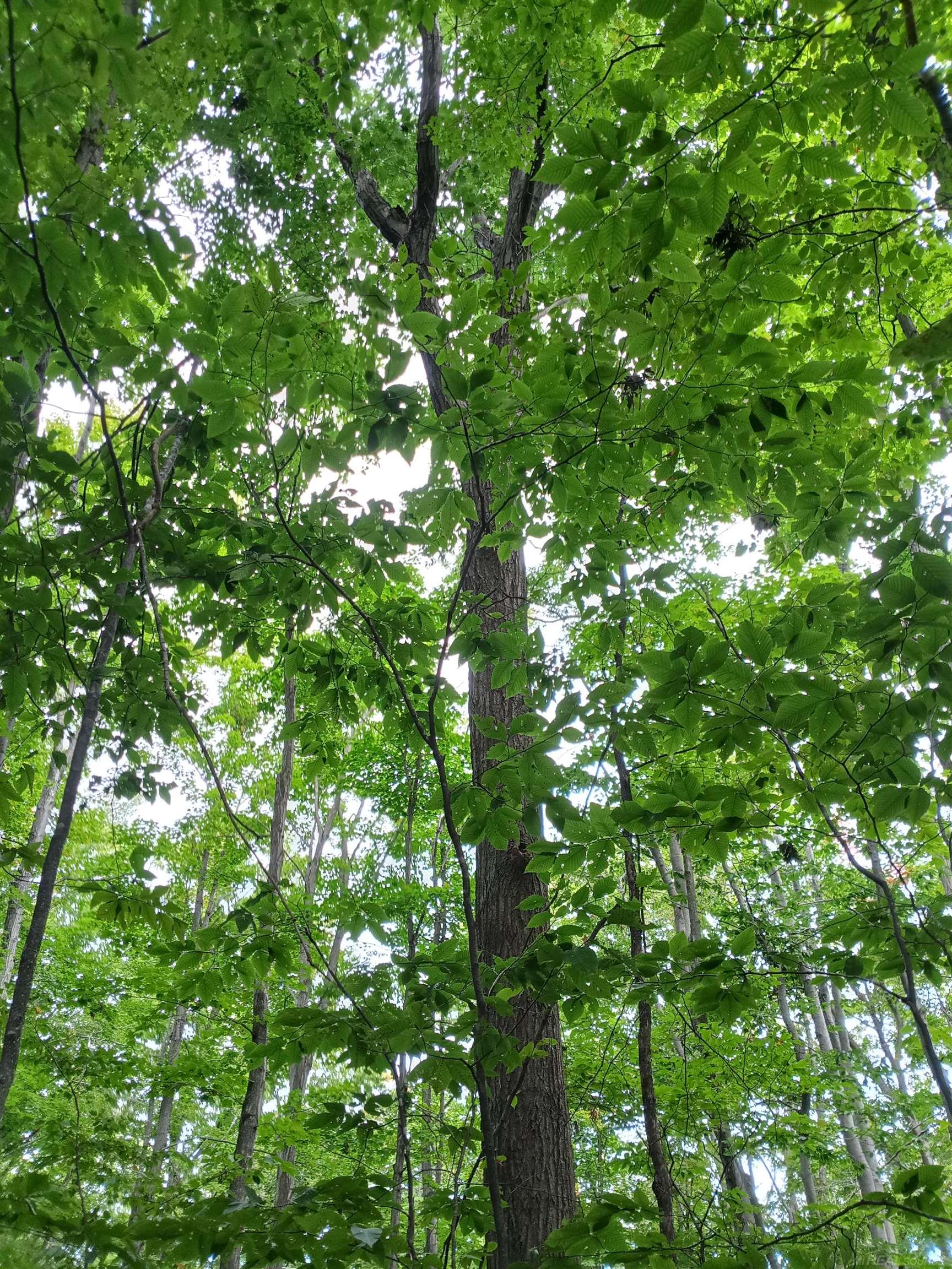 Photo 2 of Land for sale at Tbd E Dietz Rd, Boyne City City Charlevoix, MI 49712 | MLS# 58050222478 | Listing updated on 2026-09-21