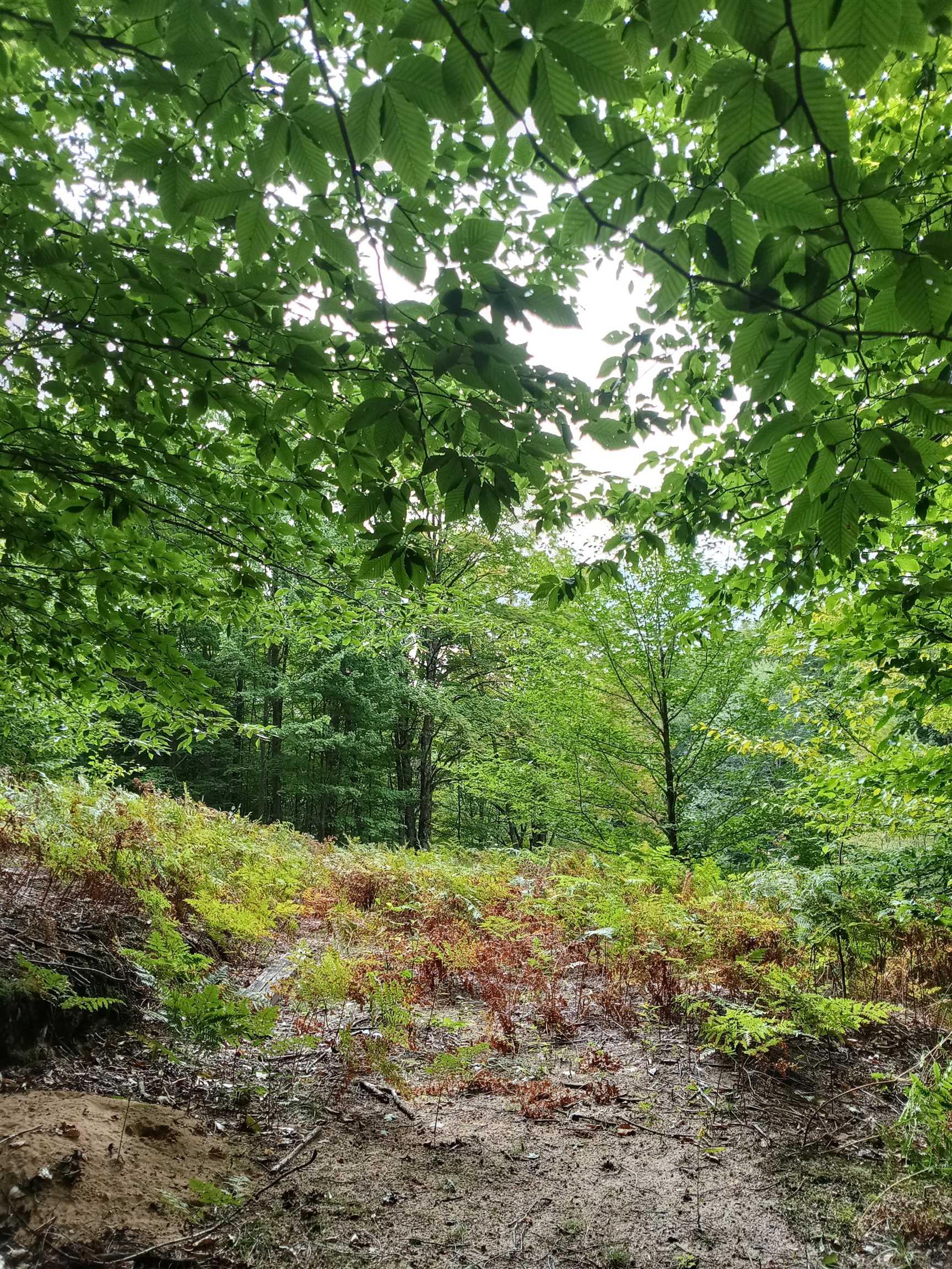Photo 3 of Land for sale at Tbd E Dietz Rd, Boyne City, MI 49712 | MLS# 50222478 | Listing updated on 2026-09-21