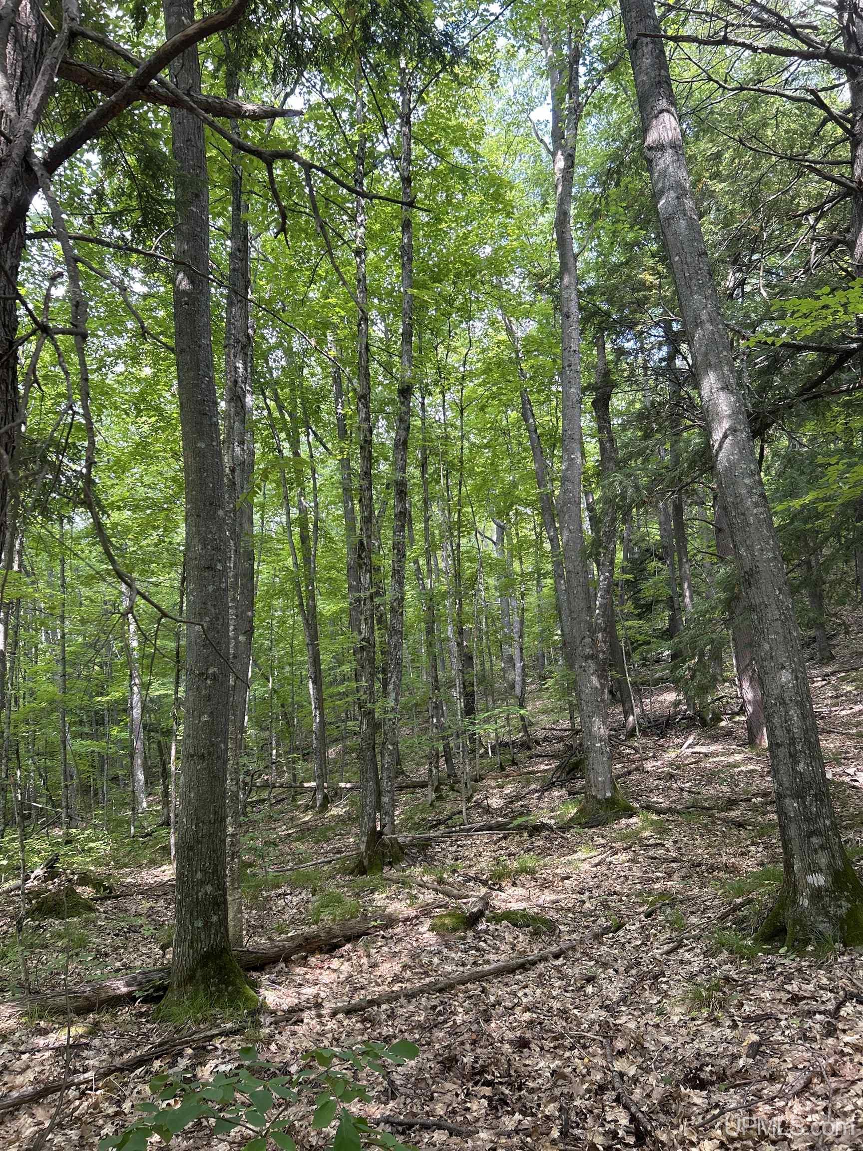 Photo 2 of Land for sale at Tbd Victoria Rd, Ewen, MI 49925 | MLS# 50222931 | Listing updated on 2026-09-25