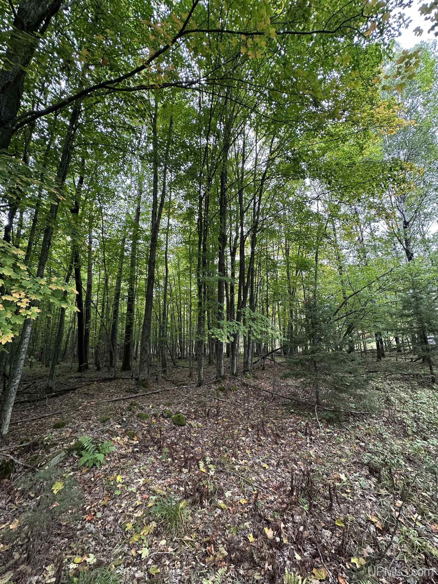 Photo 3 of Land for sale at Tbd Hibbard St, Iron River, MI 49935 | MLS# 50223102 | Listing updated on 2026-09-27