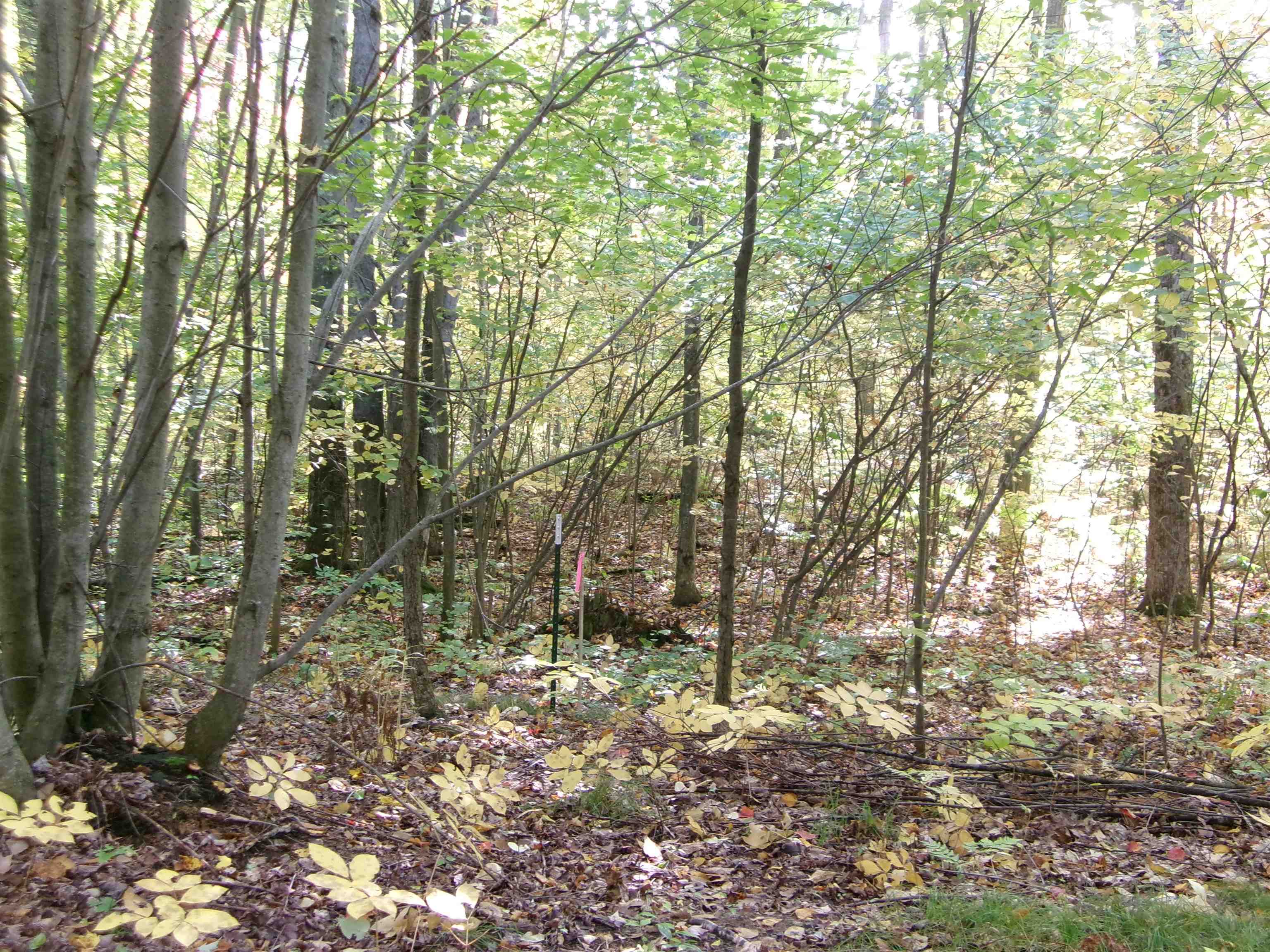 Photo 3 of Land for sale at Nhn W Cedar Rd, Harrison, MI 48625 | MLS# 50223882 | Listing updated on 2026-10-06