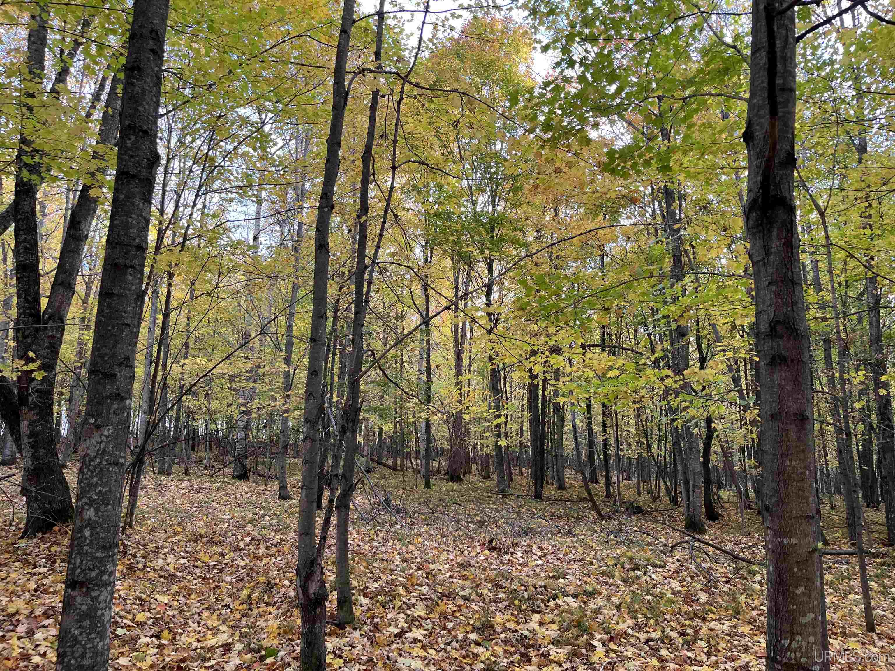 Porcupine Lake Road