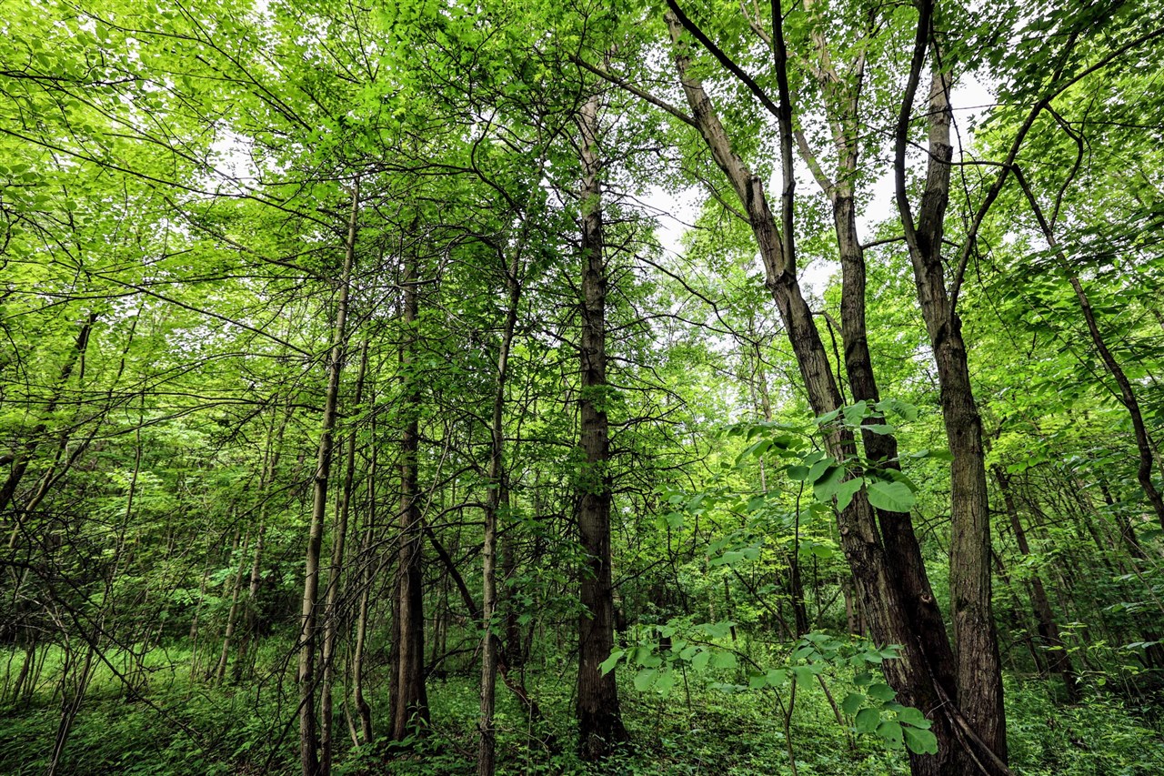 27015 50th St, Bangor, MI, 49013