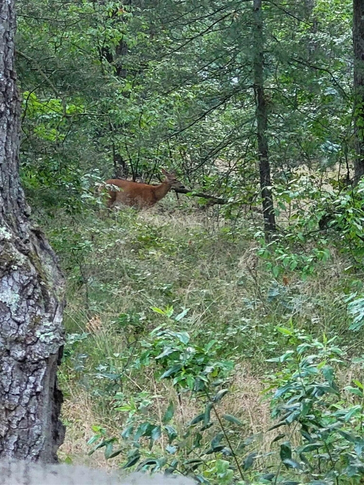 102 E Peoria Avenue, Idlewild, MI, 49642-9615