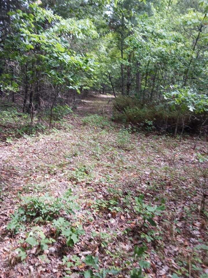 12323 Lincoln Farms Drive photo 11