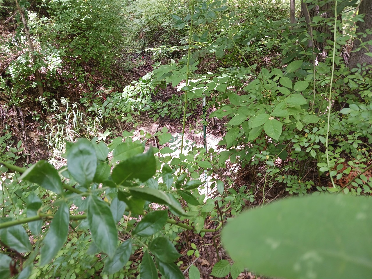 12323 Lincoln Farms Drive photo 13
