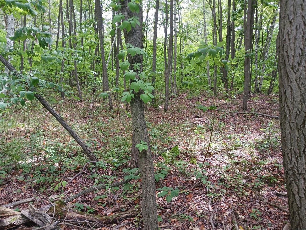 12323 Lincoln Farms Drive photo 14