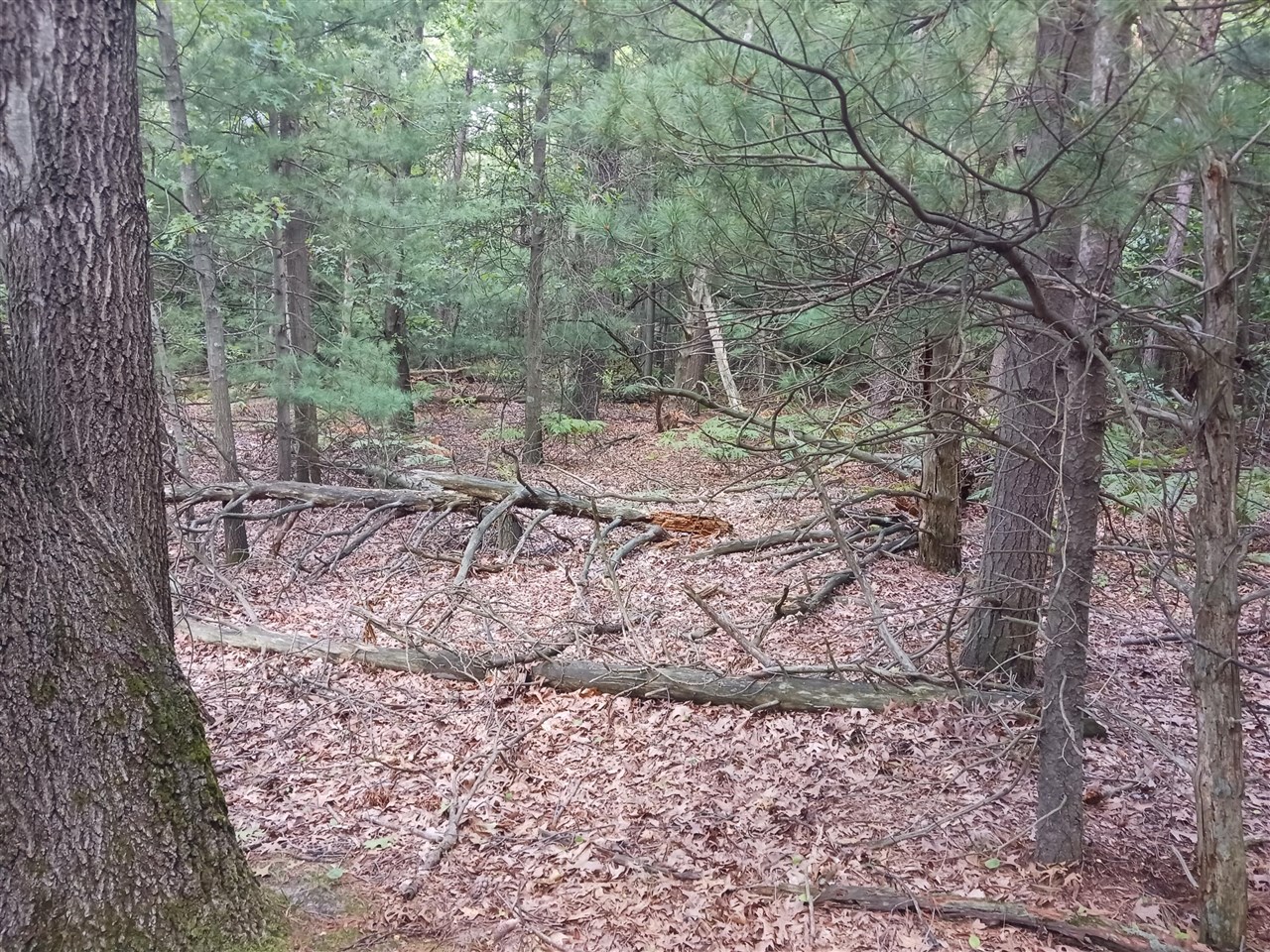 12323 Lincoln Farms Drive photo 18