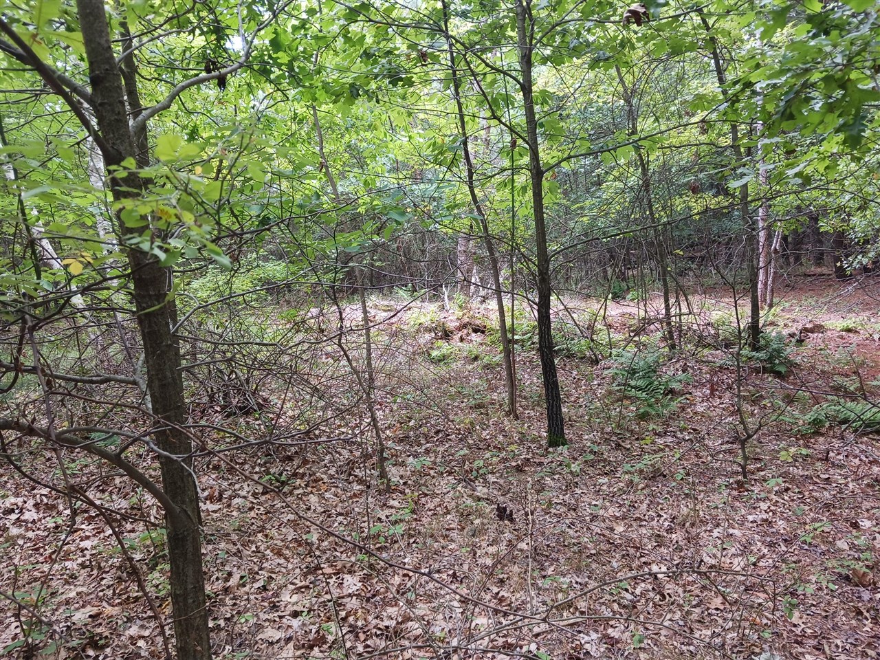 12323 Lincoln Farms Drive photo 7