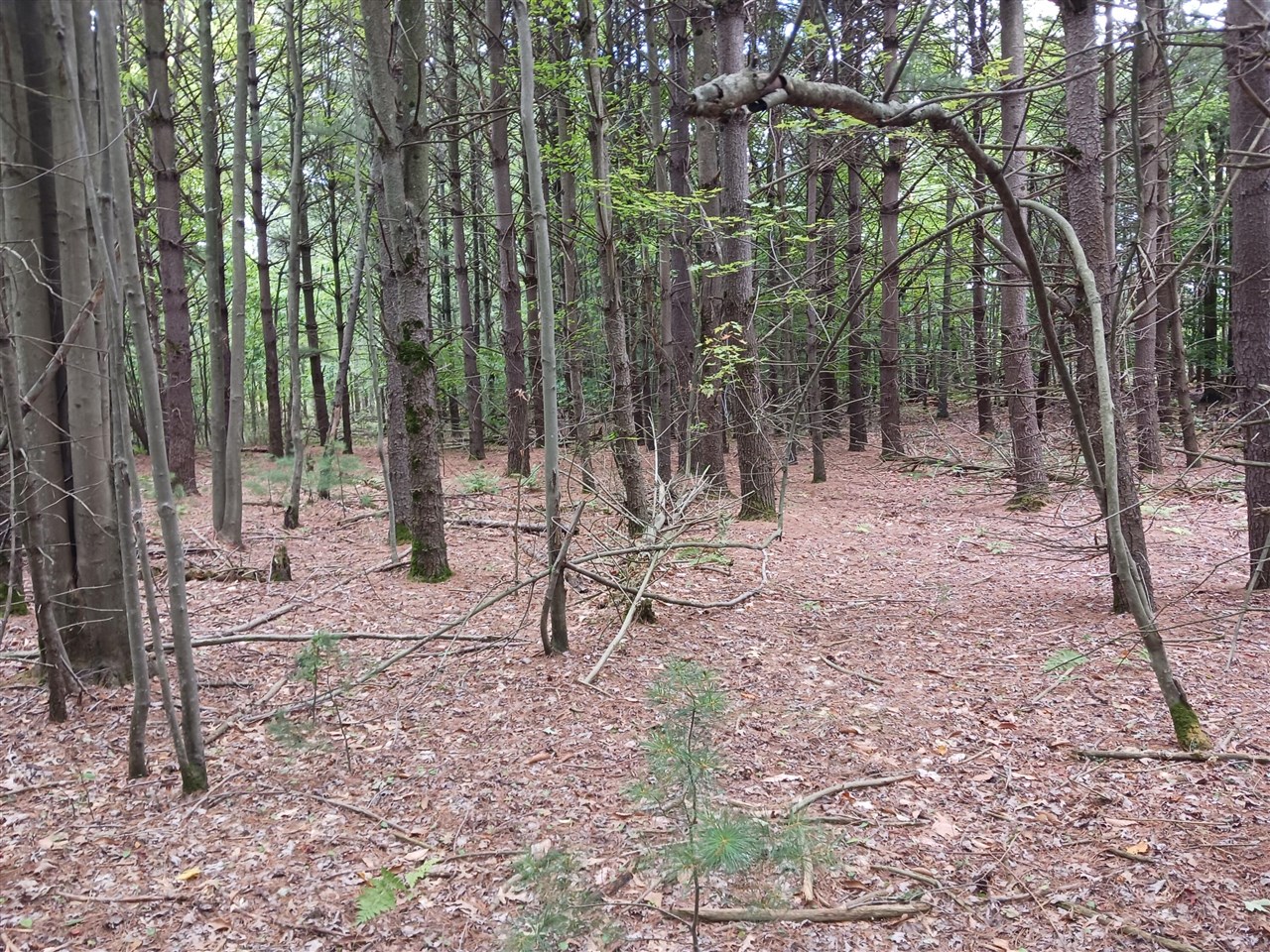 12323 Lincoln Farms Drive photo 8