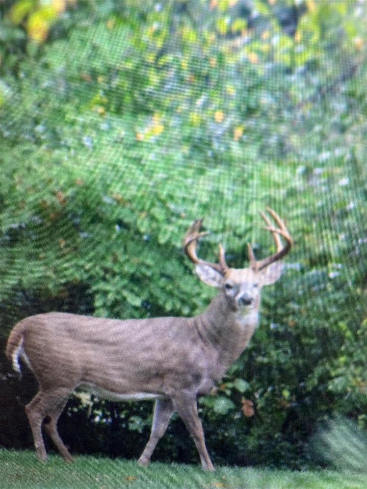 3041 Elk Antler Avenue, Plainwell, MI, 49080-8817