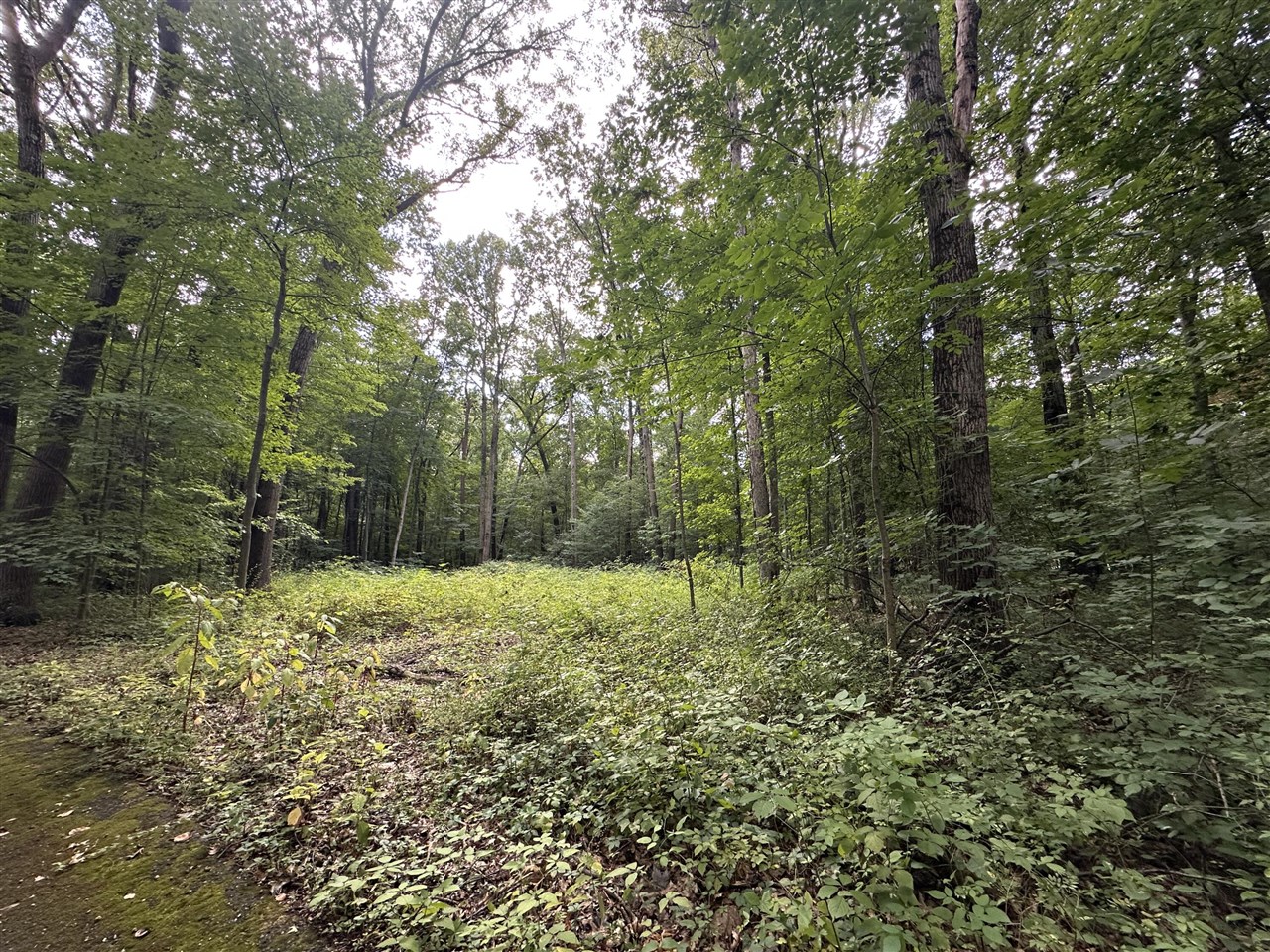 4540 Ross Drive photo 3