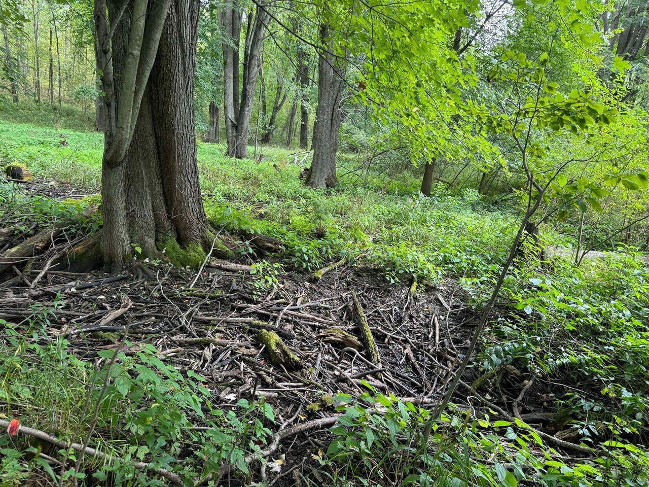 Pawnee Trail, Evart, MI, 49631