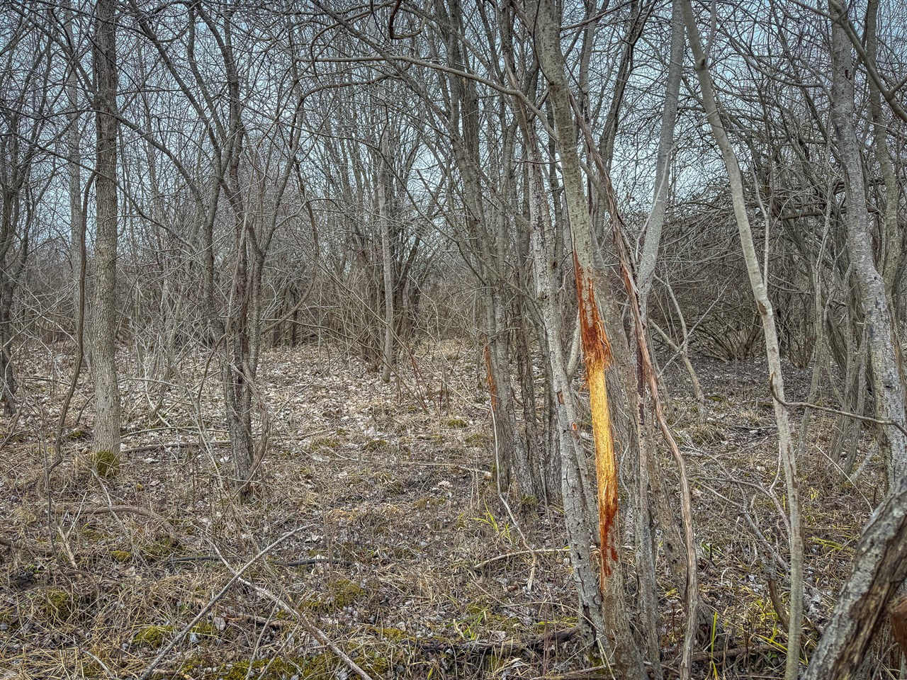 S Crawford Road, Mount Pleasant, MI, 48858