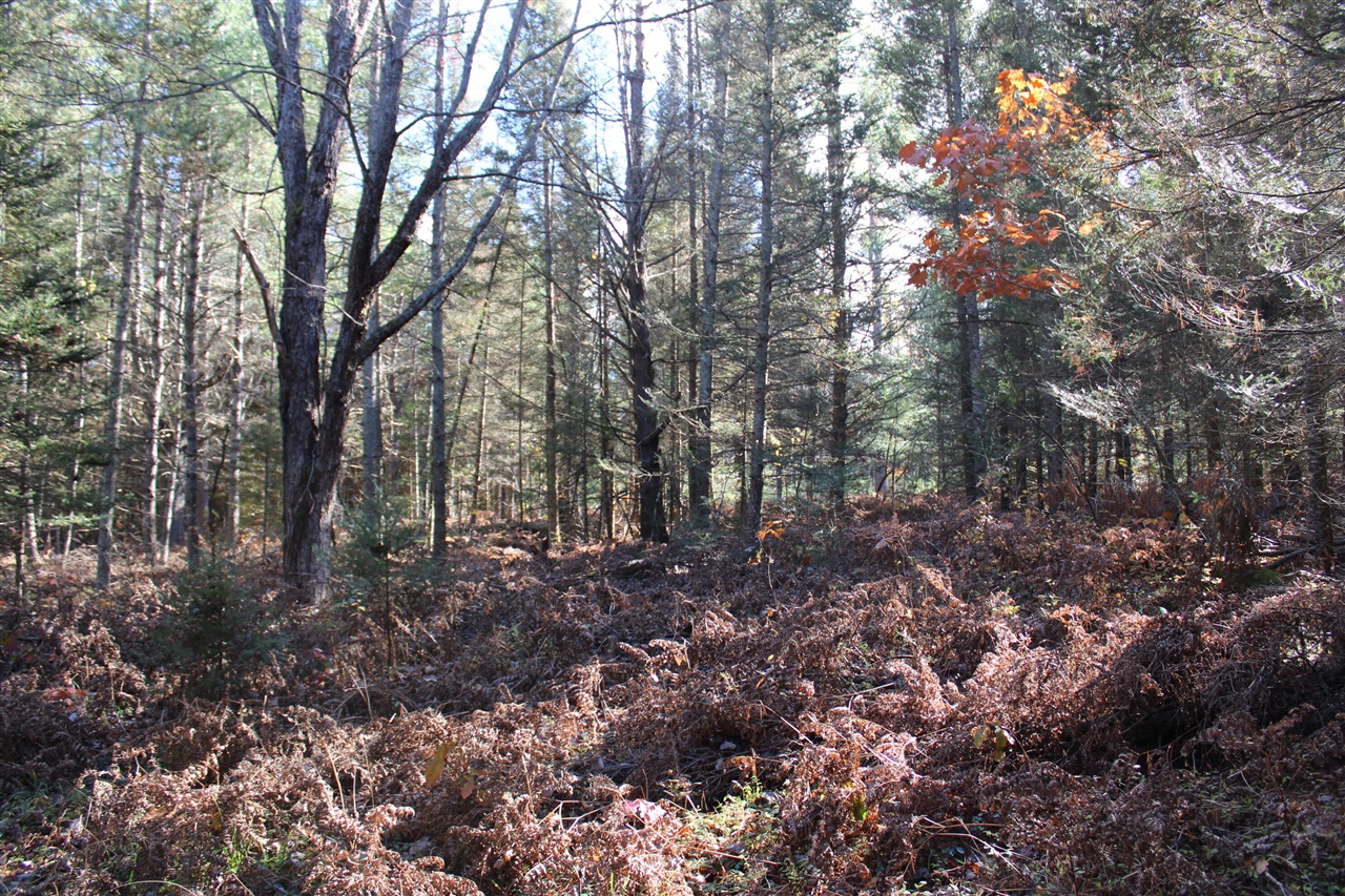 22006 Bowden Trail, Hillman, MI, 49746