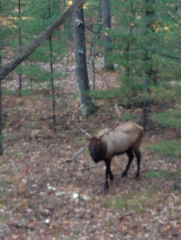 22006 Bowden Trail, Hillman, MI, 49746