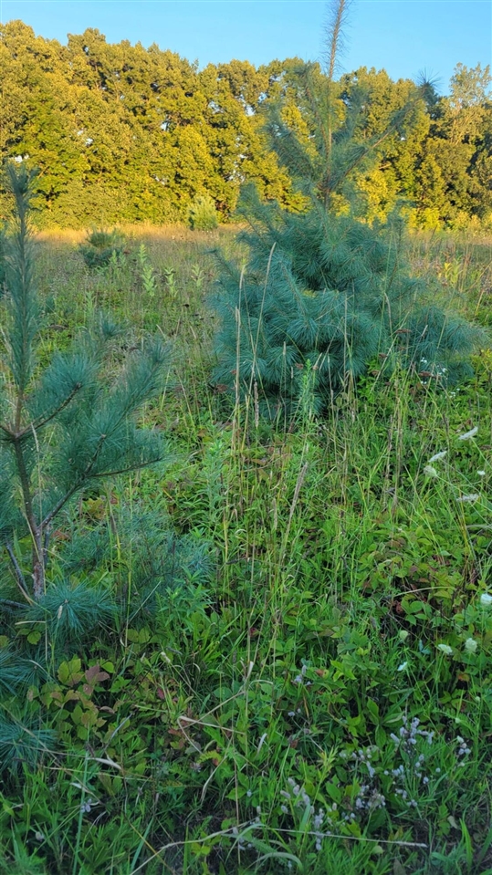 44702 56th Avenue, Paw Paw, MI, 49079-9730