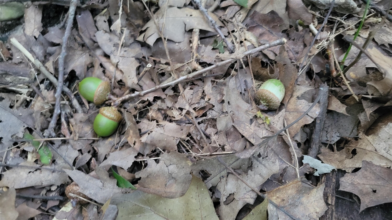 44702 56th Avenue, Paw Paw, MI, 49079-9730