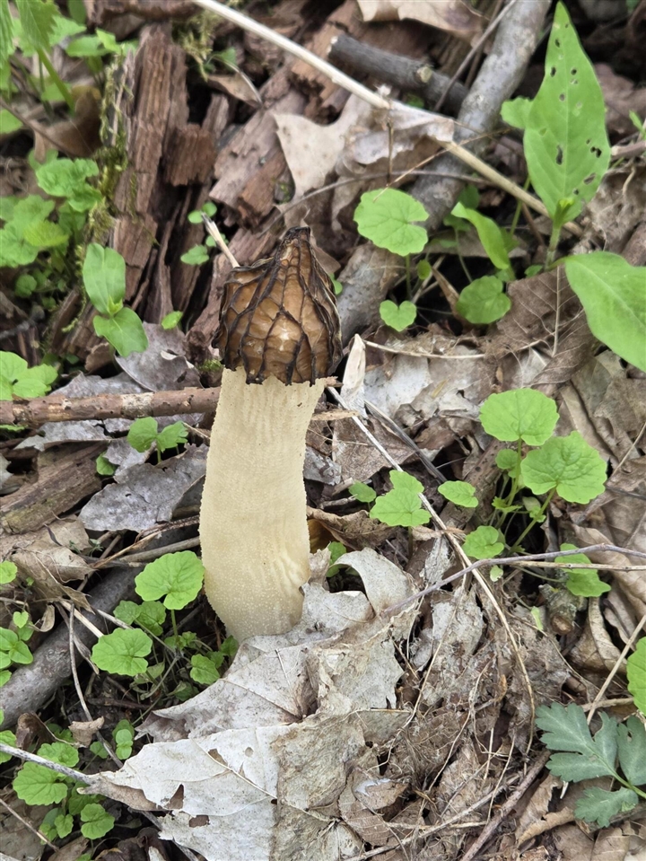 44702 56th Avenue, Paw Paw, MI, 49079-9730