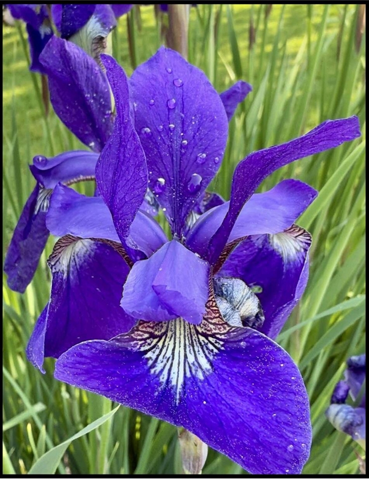 17711 Cobblefield Lane, Spring Lake, MI, 49456-9264