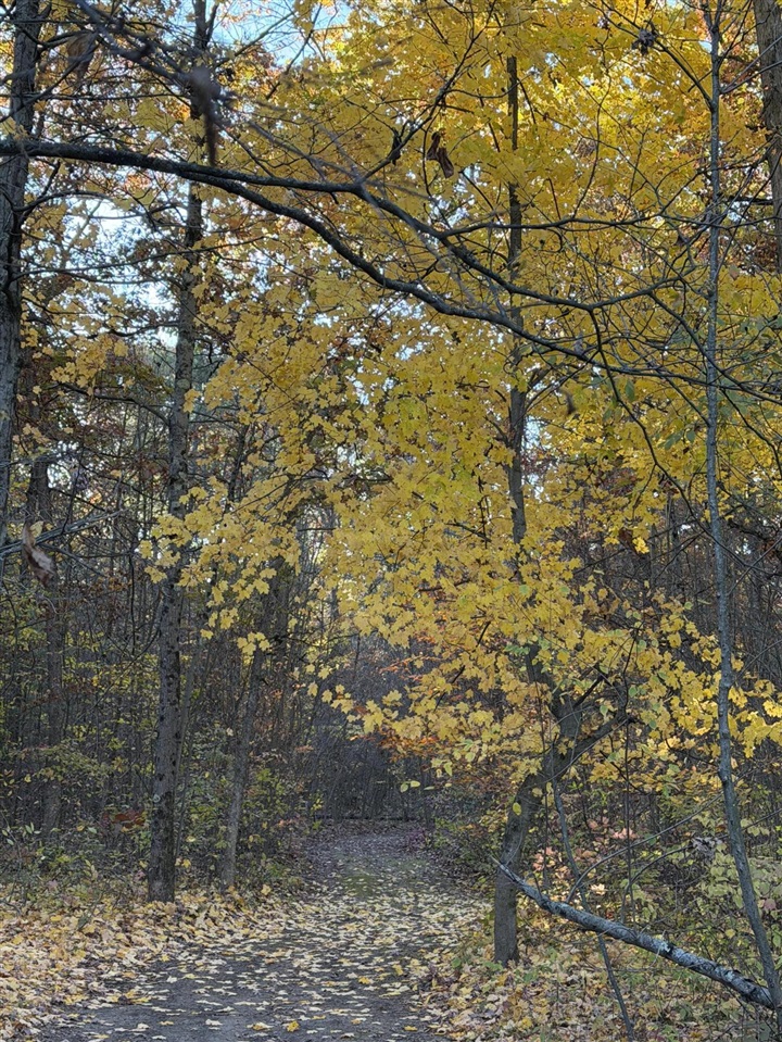 V/L Maple Hill Road, Howard City, MI, 49329