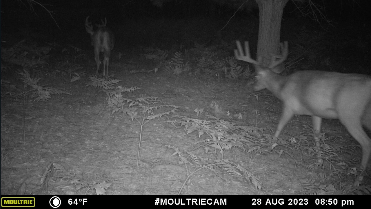 V/L 118A E Townline Road, Free Soil, MI, 49411