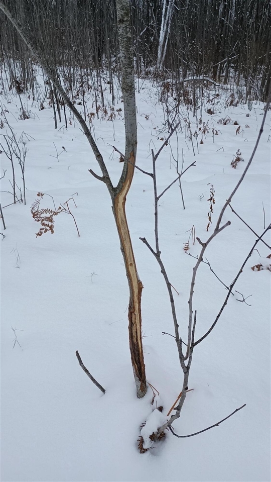 V/L 118A E Townline Road, Free Soil, MI, 49411